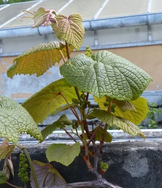 Vite del Giappone o Parthenocissus del Giappone