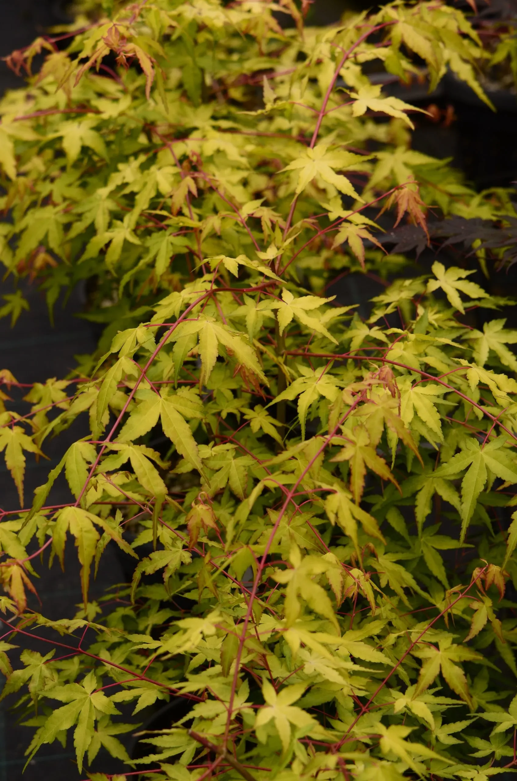 Acero Palmato 'Waka-momiji'