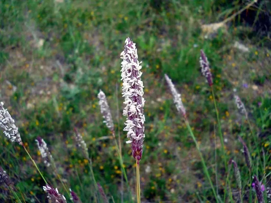 Scagliola cerulea