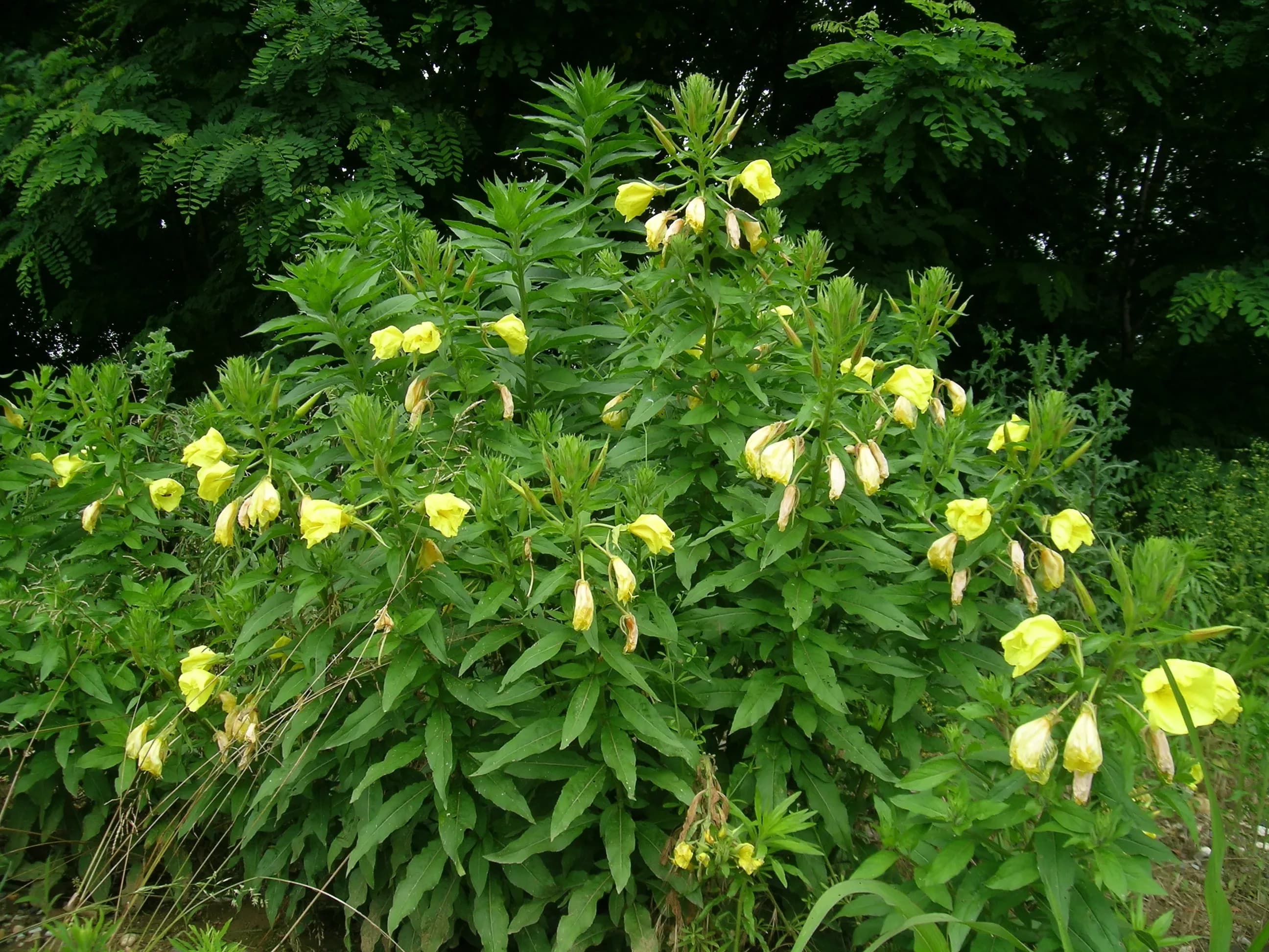 Enotera