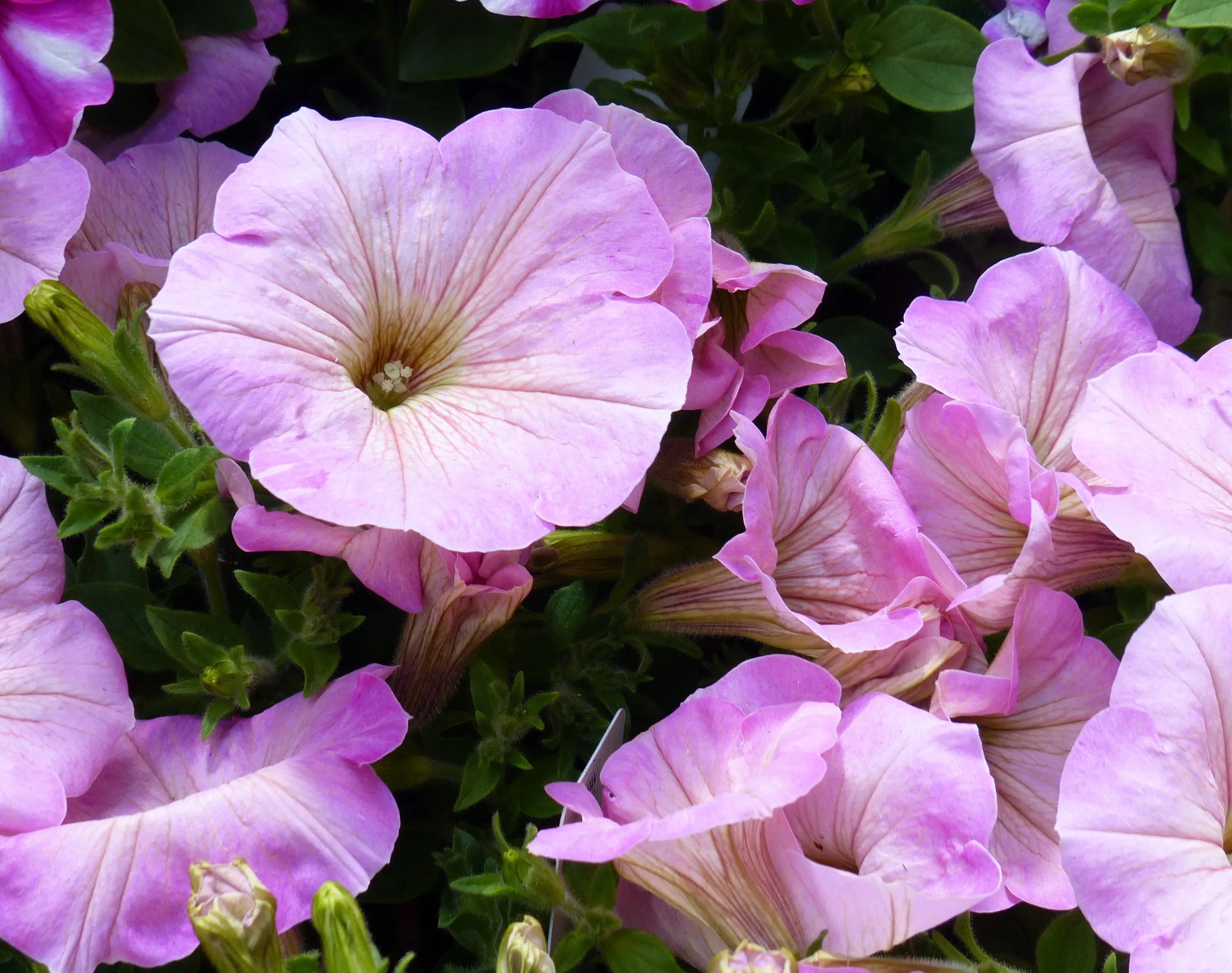 Petunia