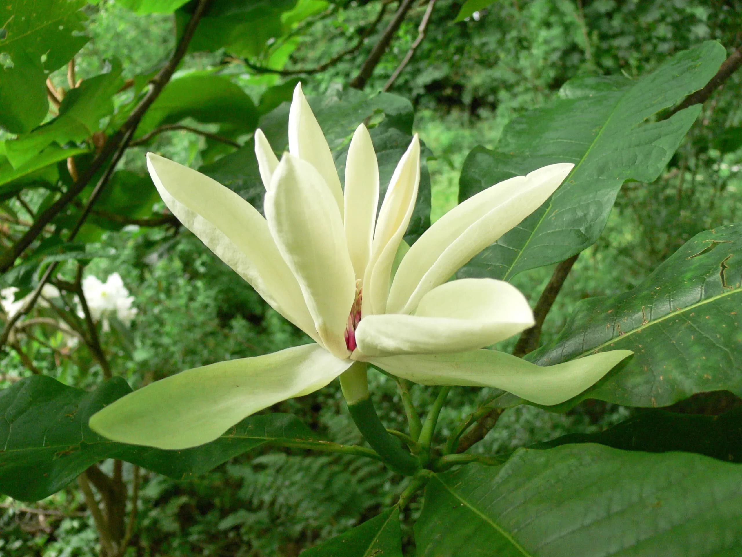 Magnolia