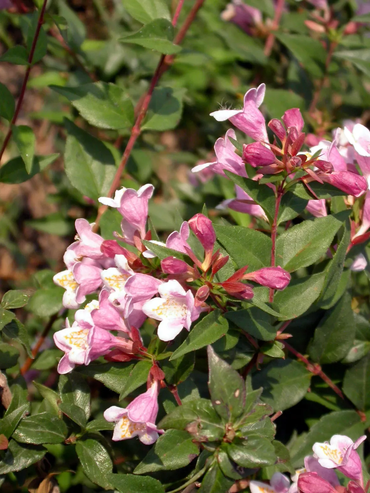 Abelia engleriana
