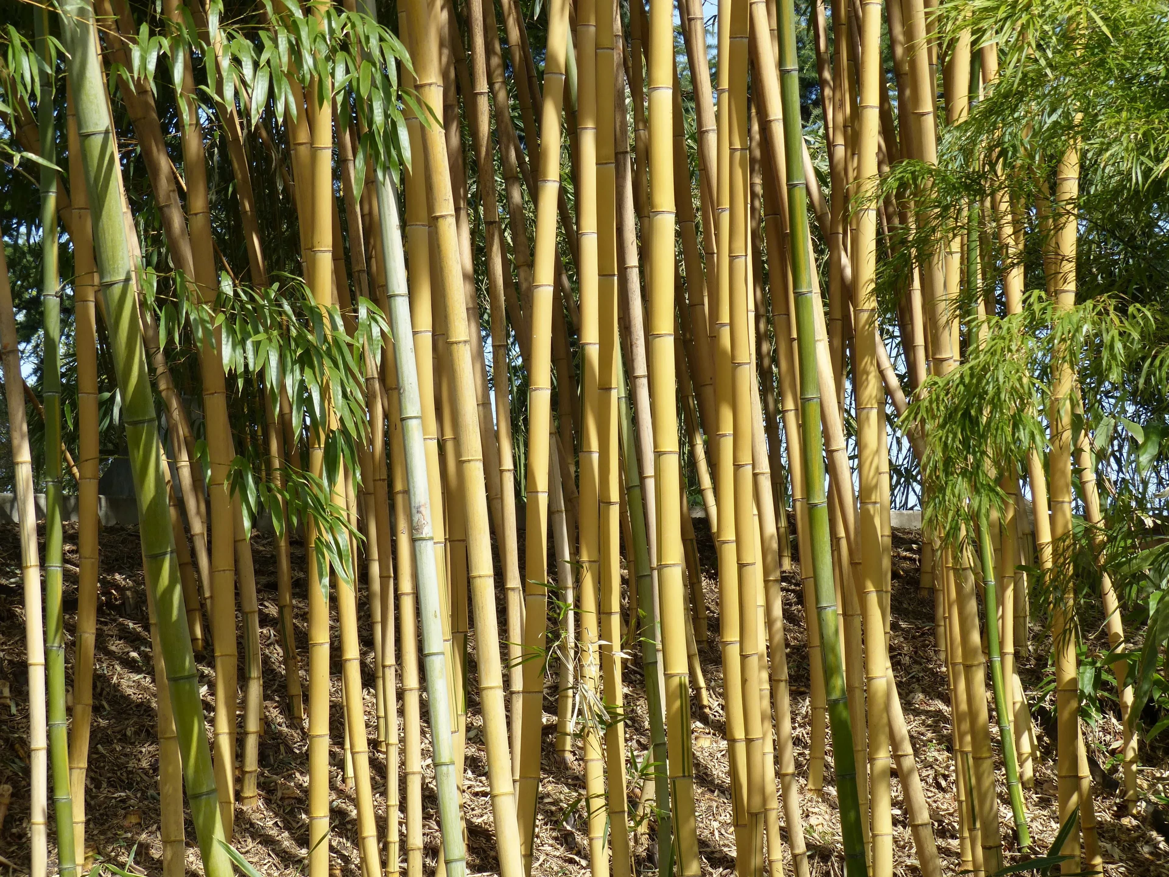 Bamboo Phyllostachys