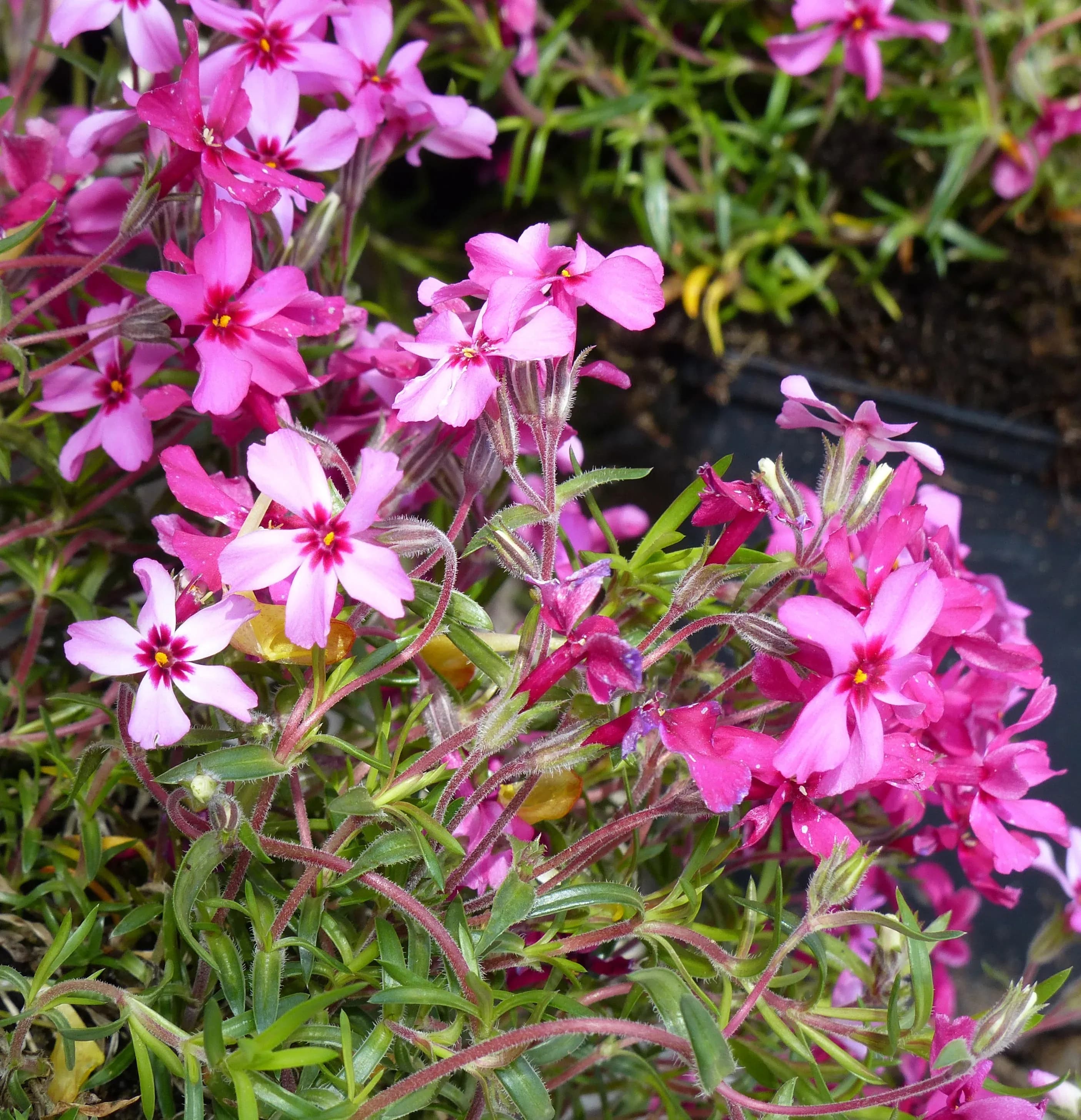 Flox muschiato