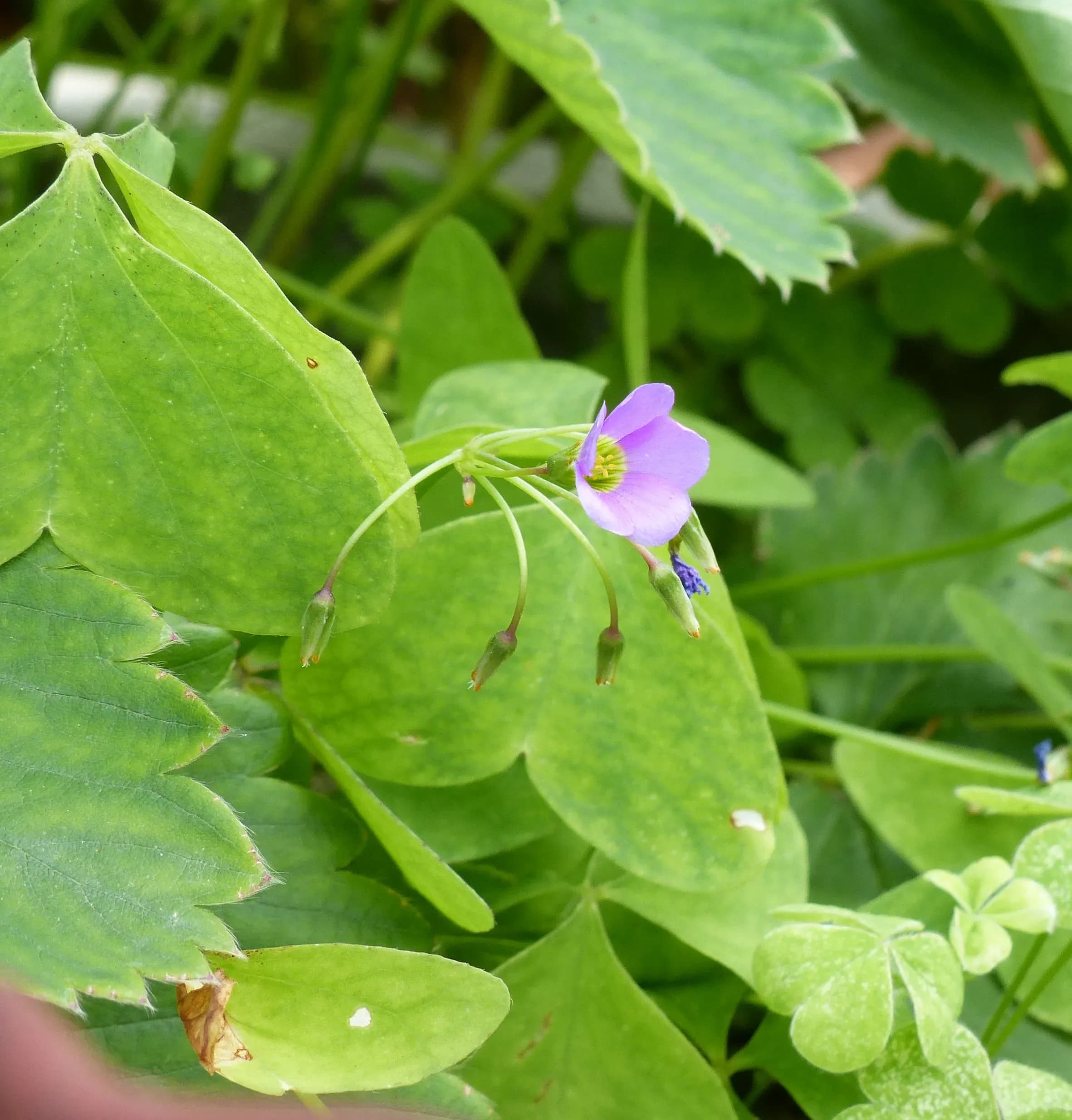 Oxalis