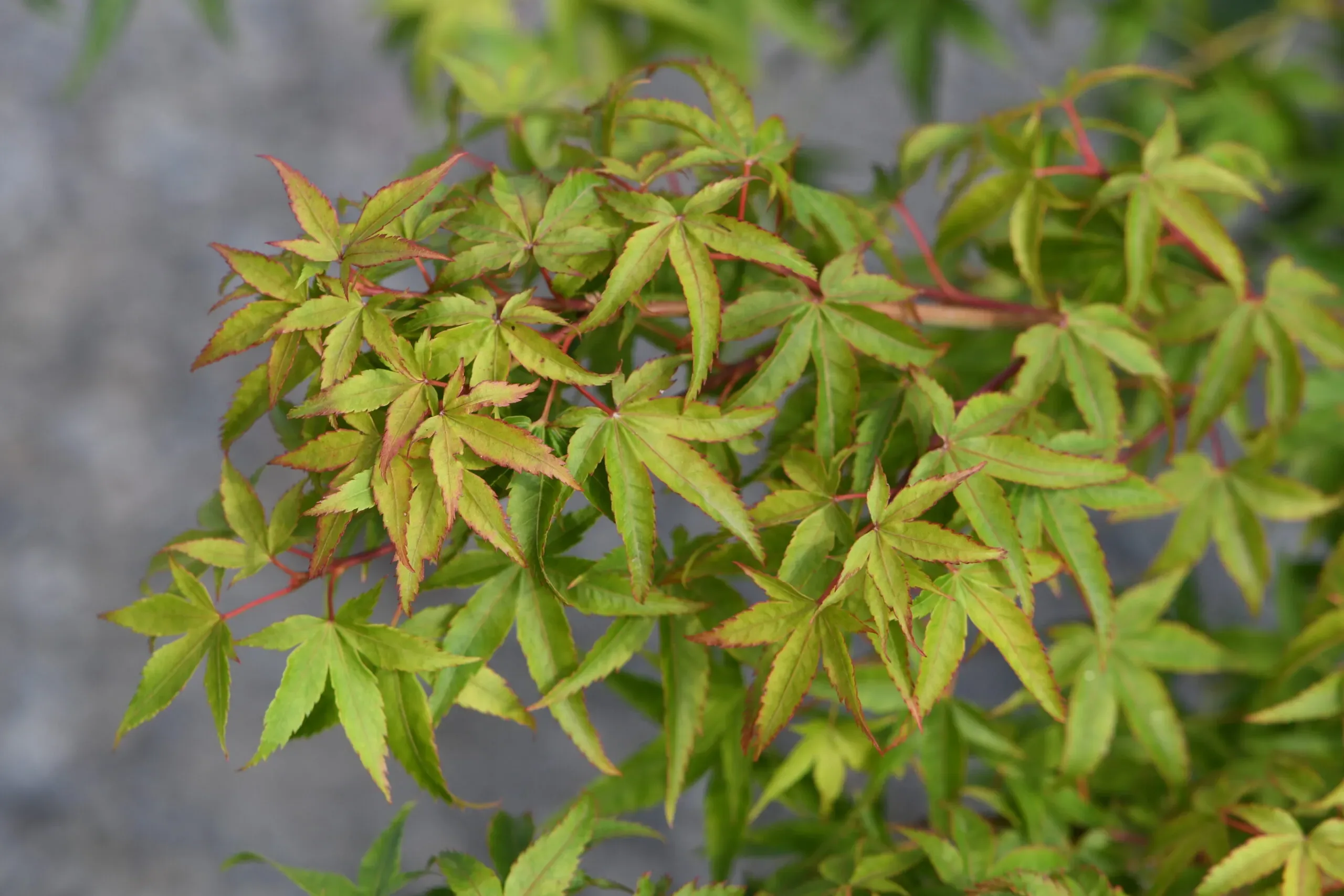 Acero Palmato 'Murasaki-Kiyohime'