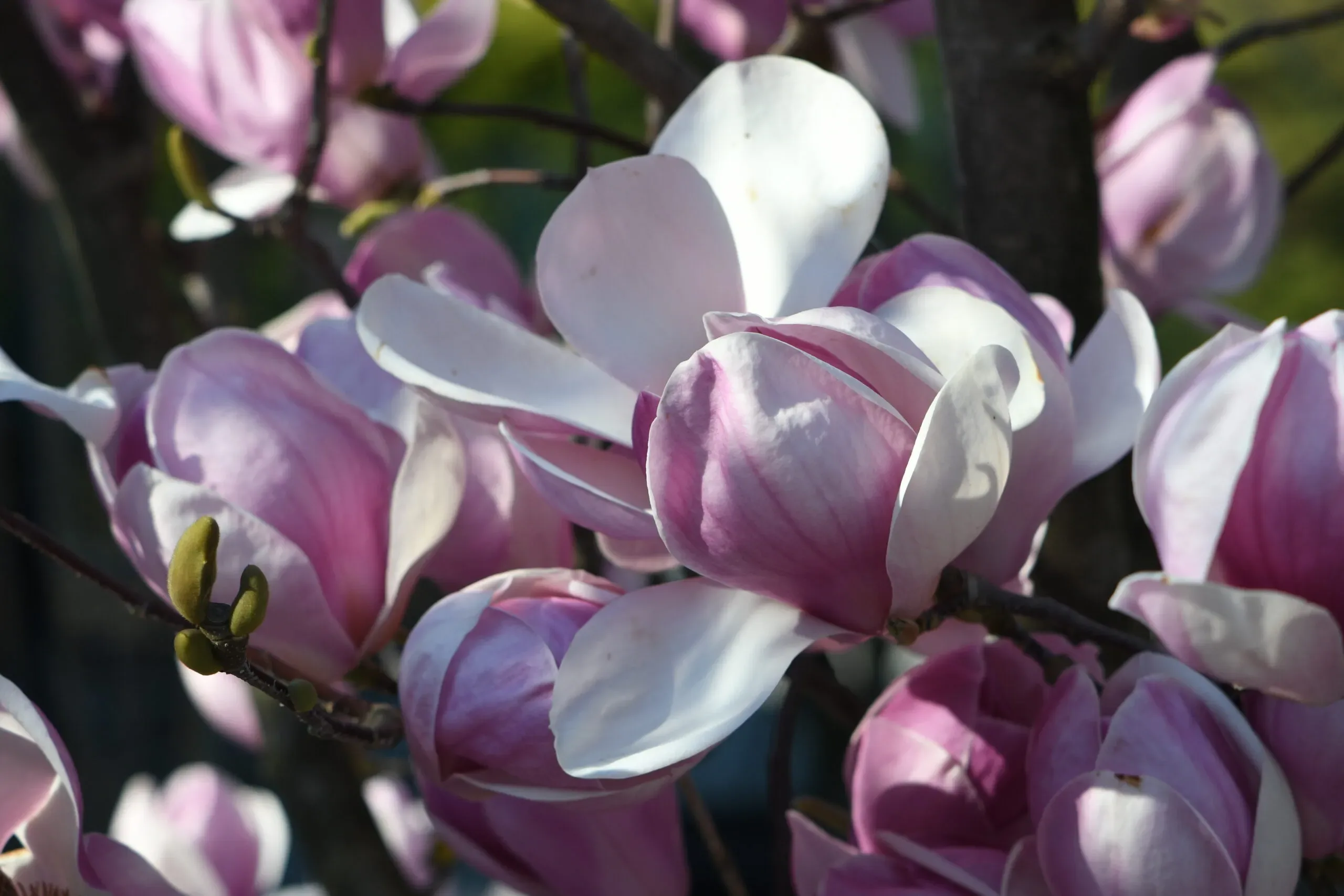 Magnolia