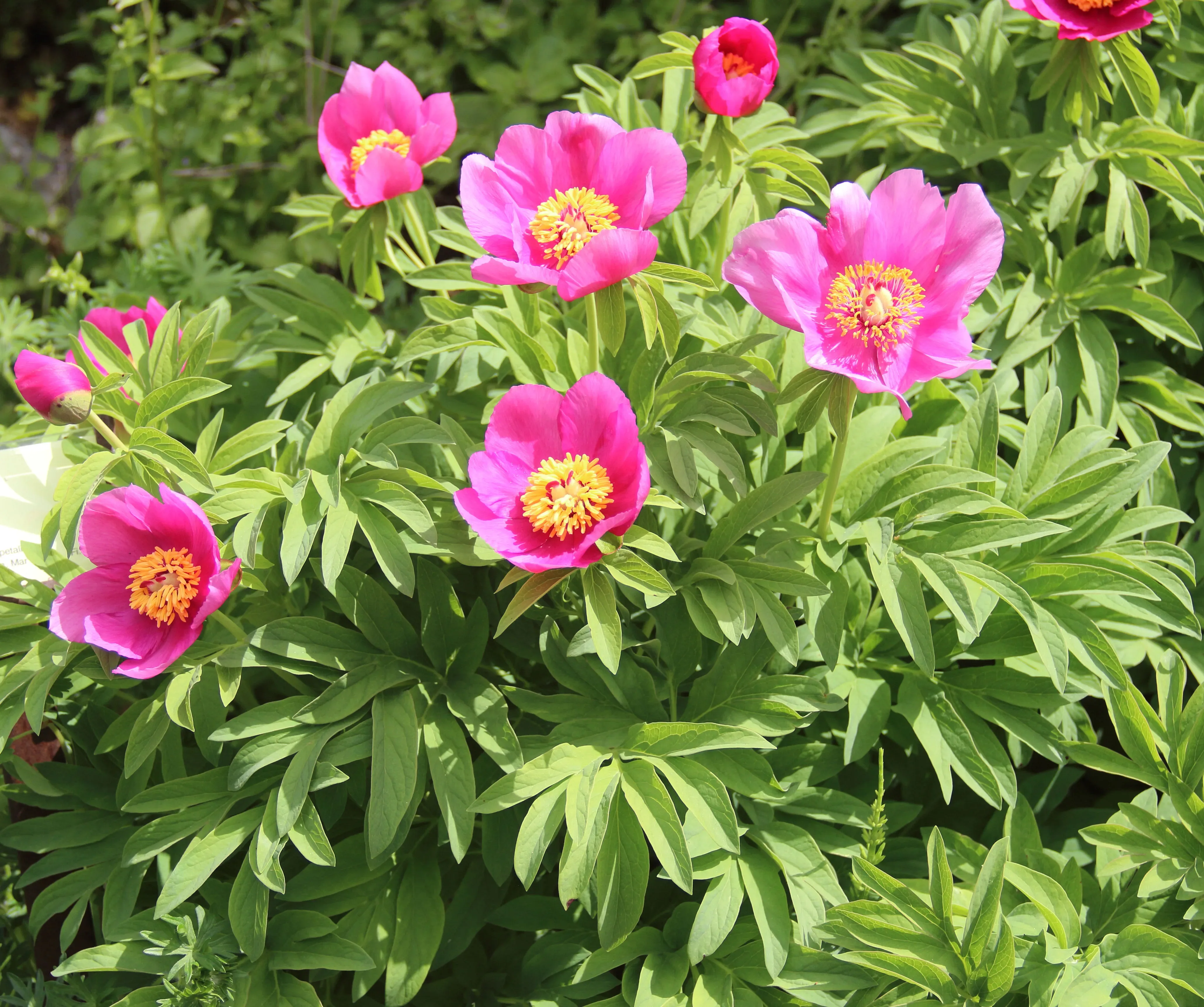 Peonia