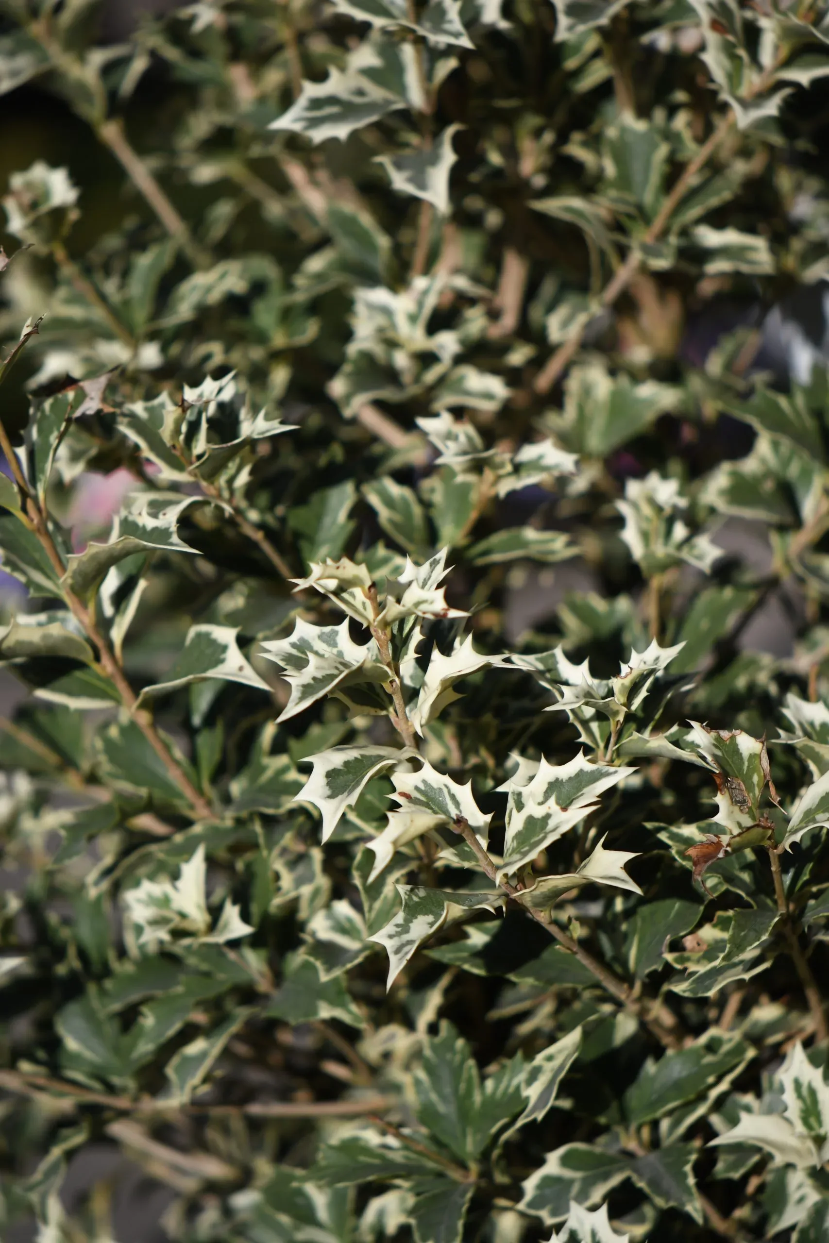 Osmanthus