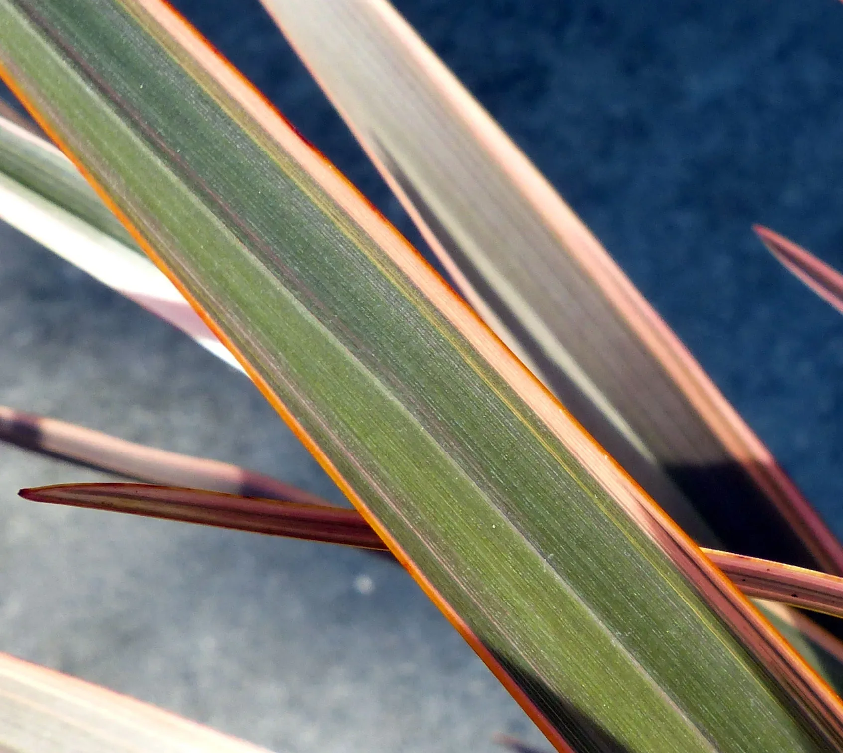 Phormium 'Rainbow Sunrise'