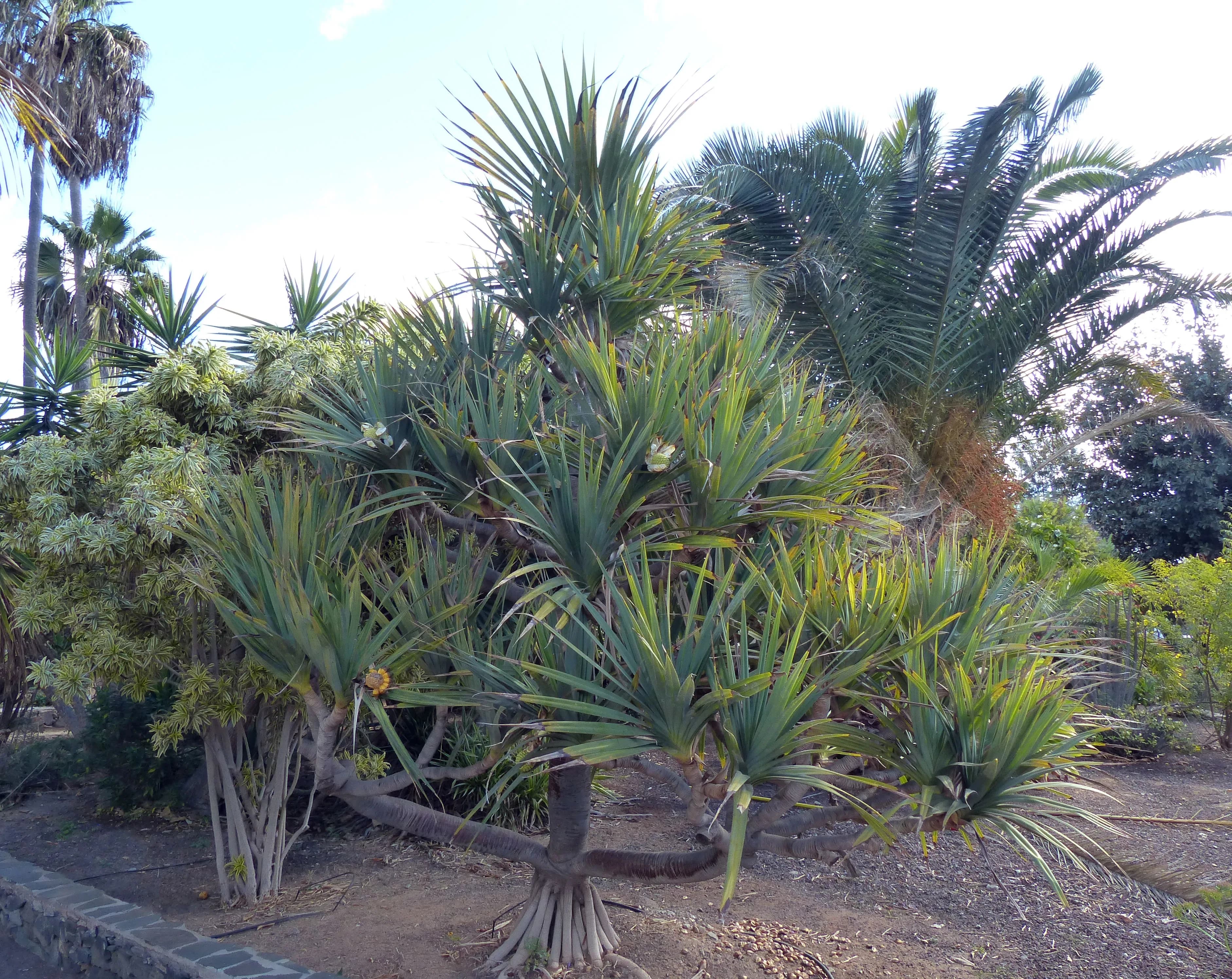 Pandanus