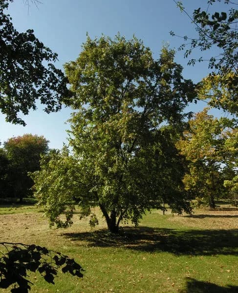 Tiglio mongolo