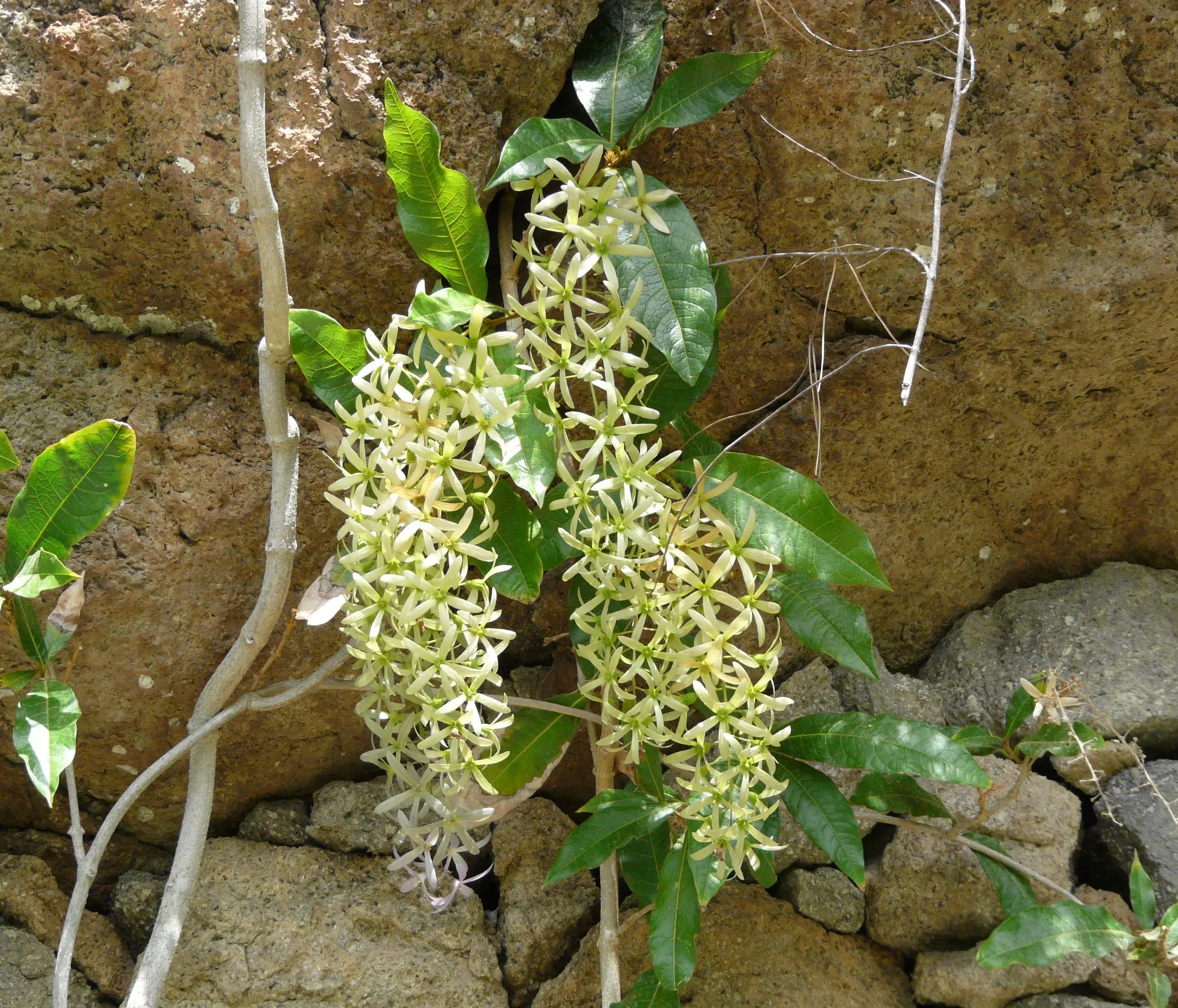 Petrea