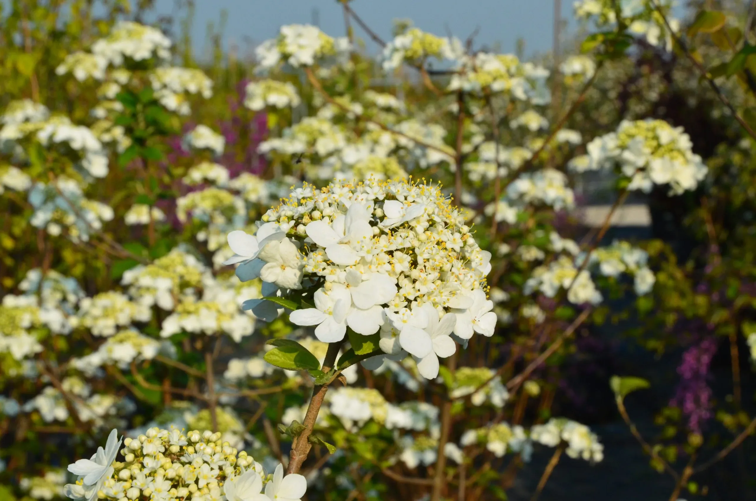 Viburno plicato ‘St. Keverne’