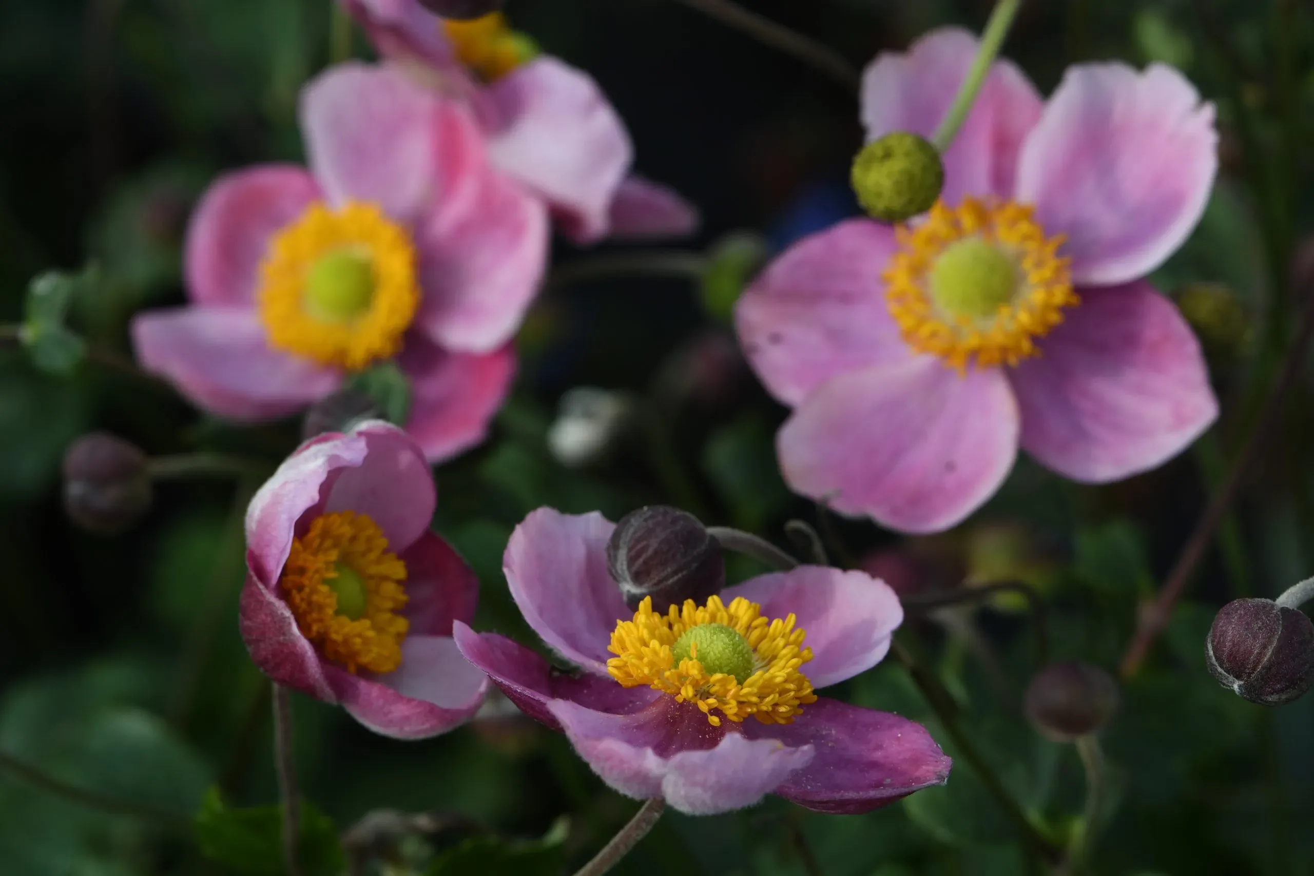 Anemone x hybrida ‘Pink Kiss’®