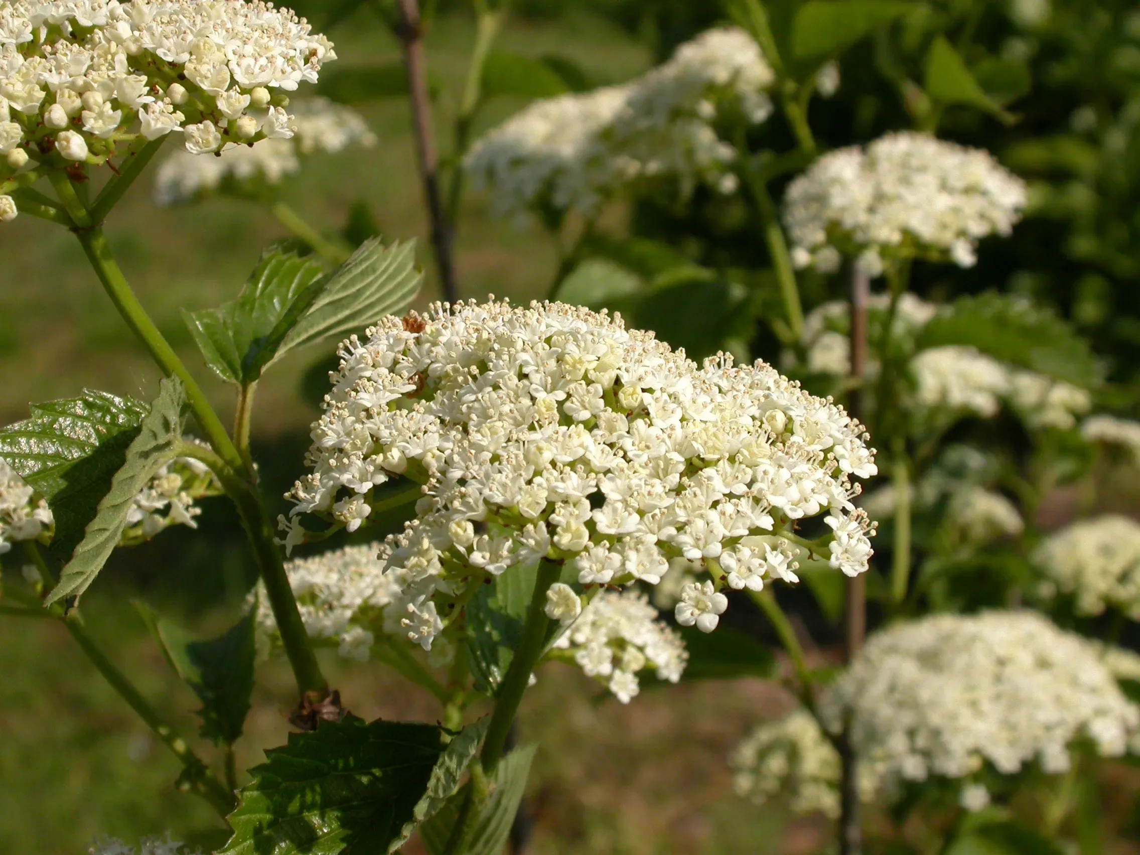 Viburno dentato ‘Longifolium’