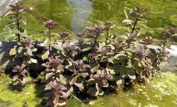 Menta acquatica