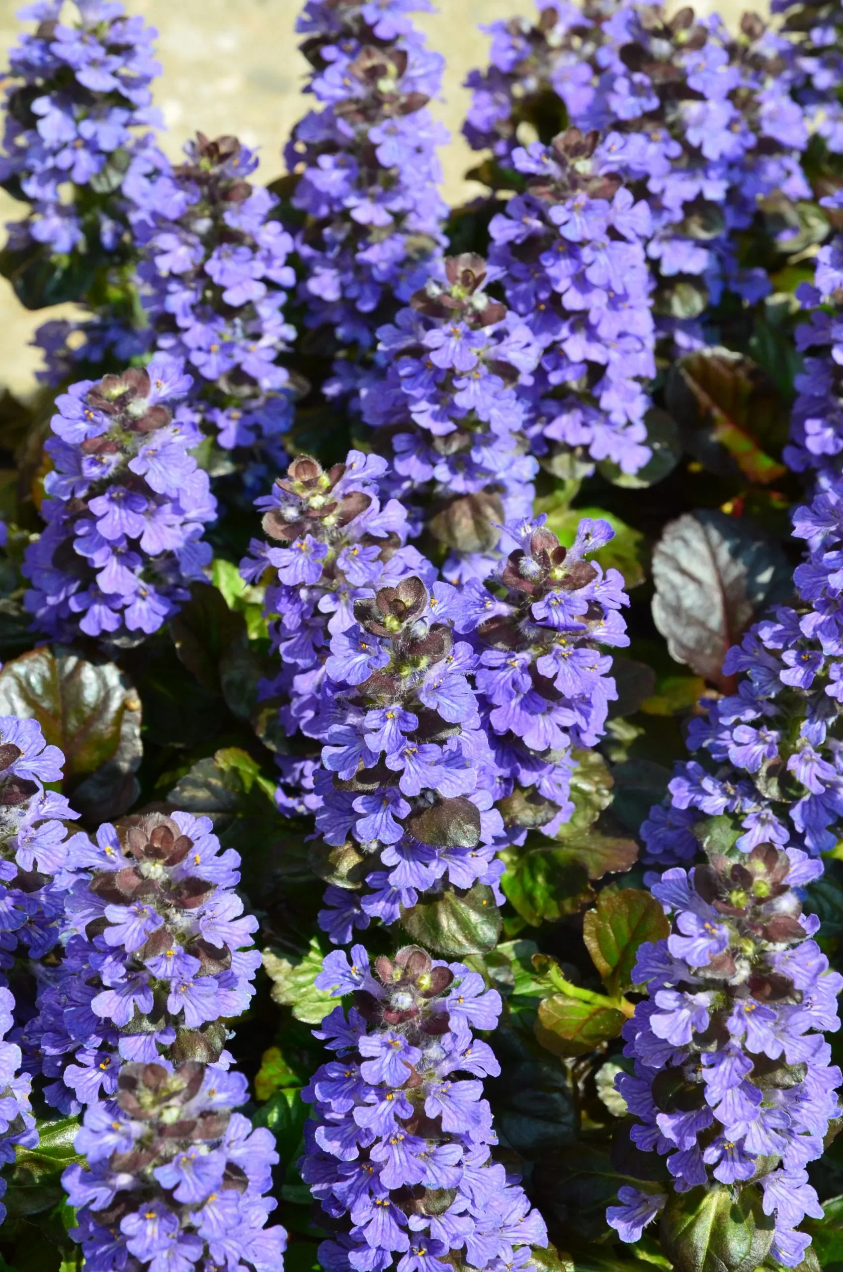 Bugola 'Burgundy Glow'
