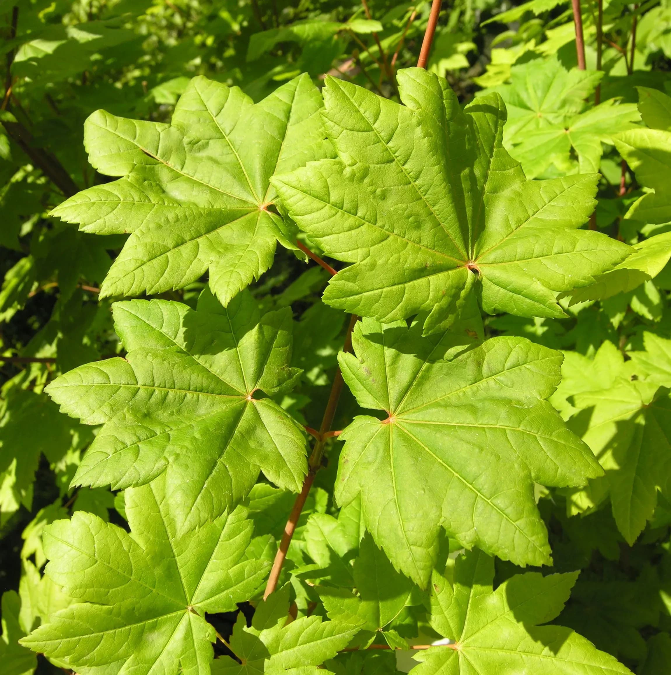 Acero Circinatum