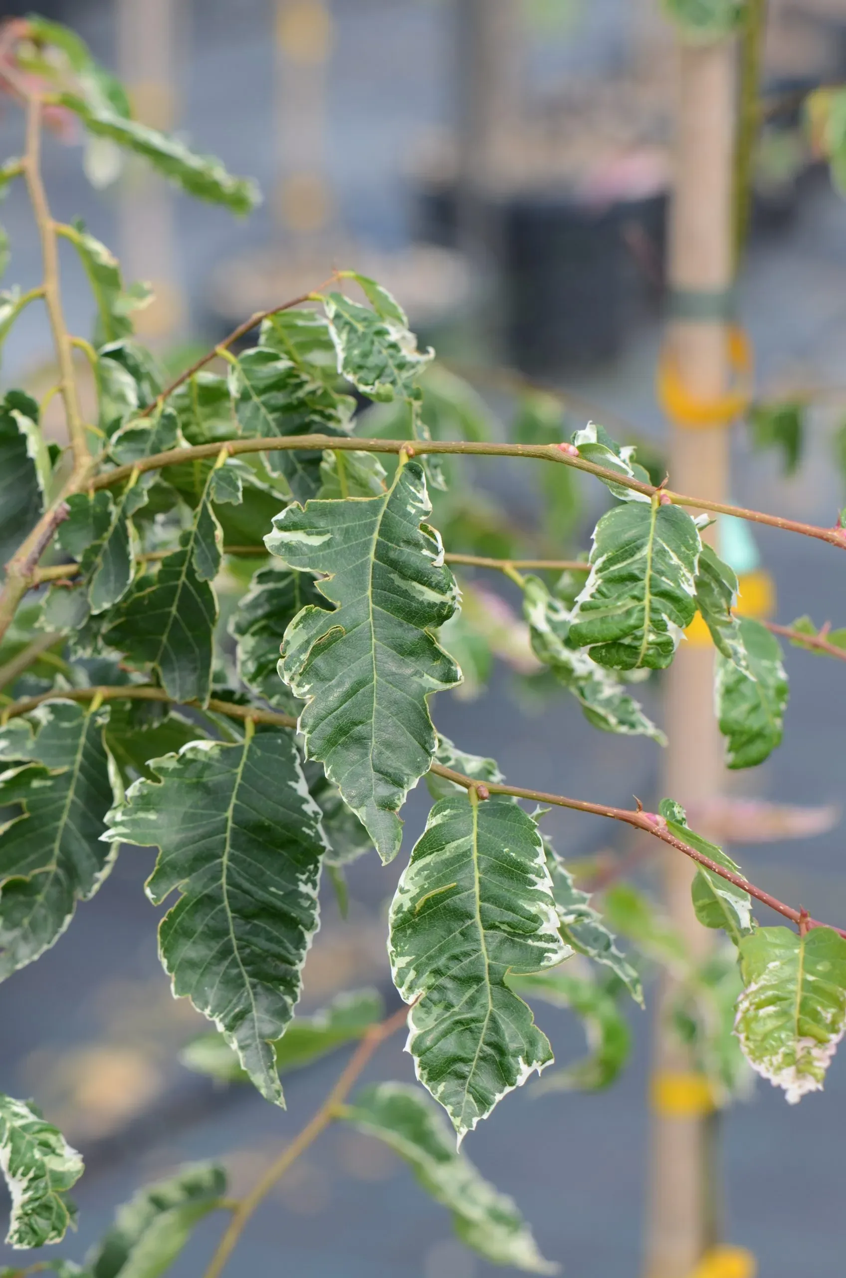 Olmo giapponese 'Variegata'