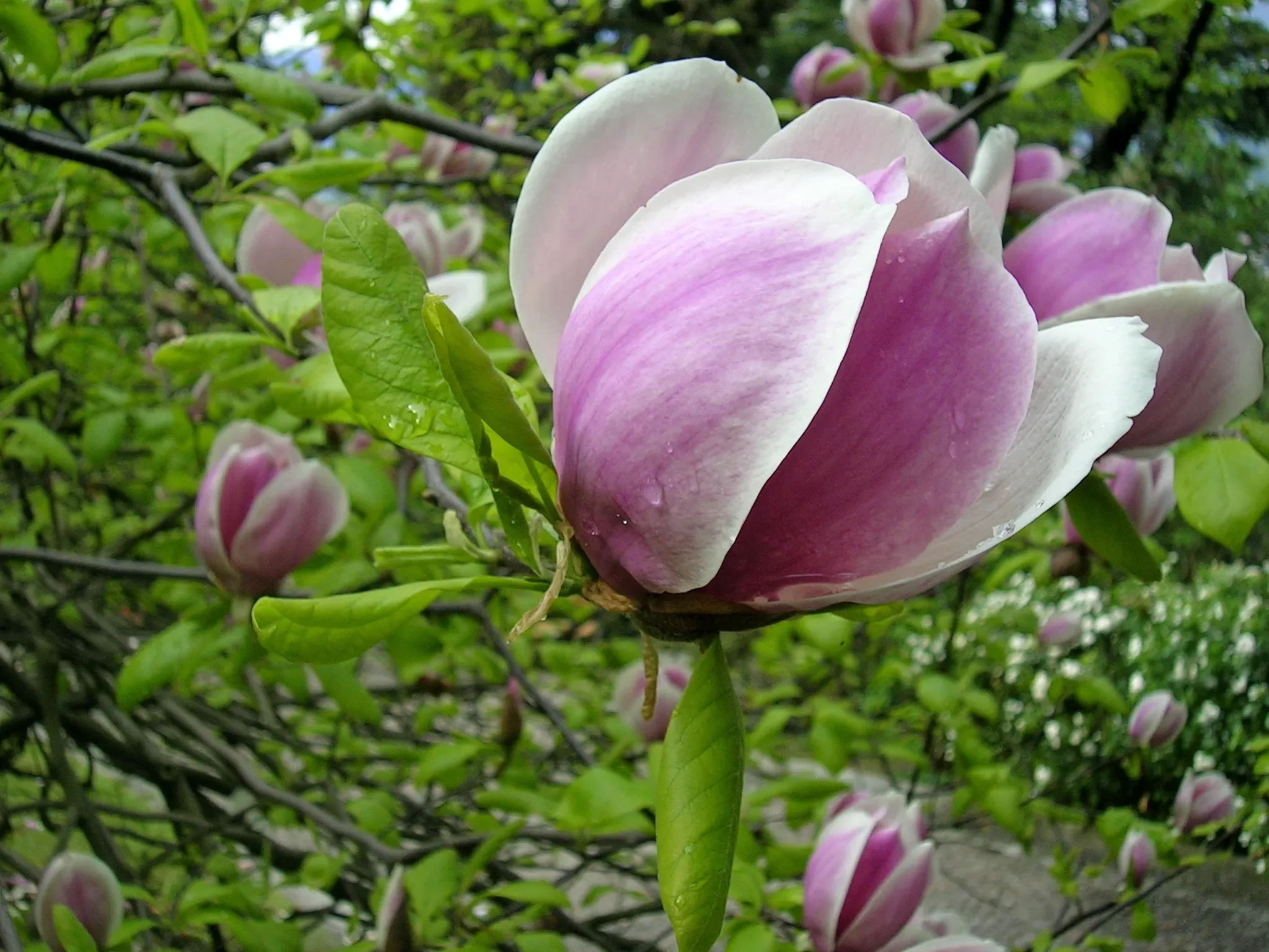 Magnolia