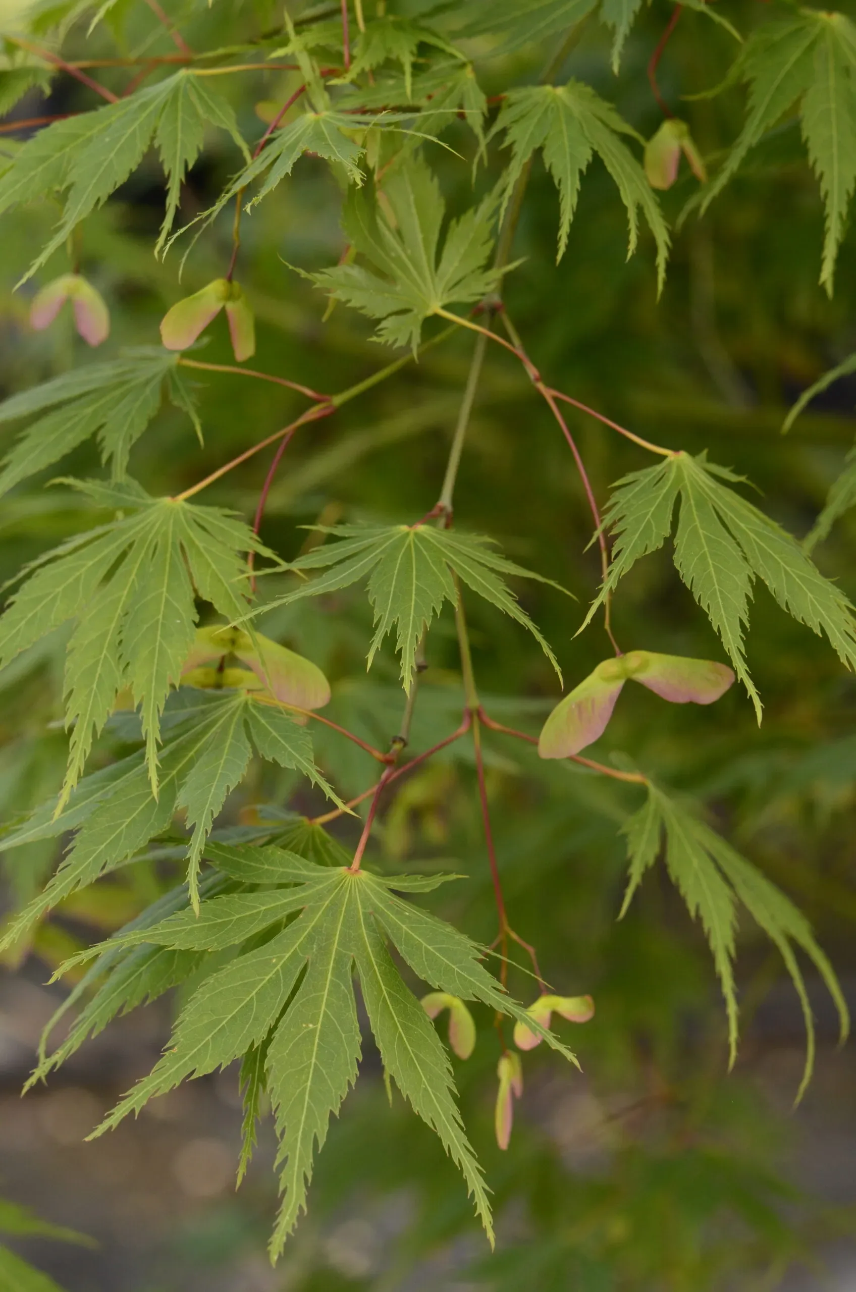 Acero Palmato Akita Yatsubusa