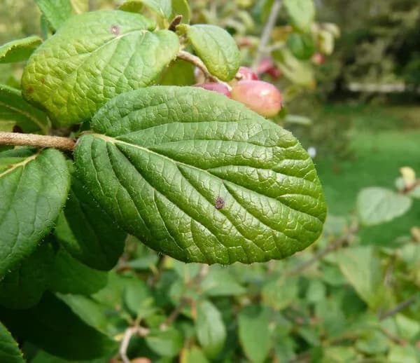 Viburnum schensianum