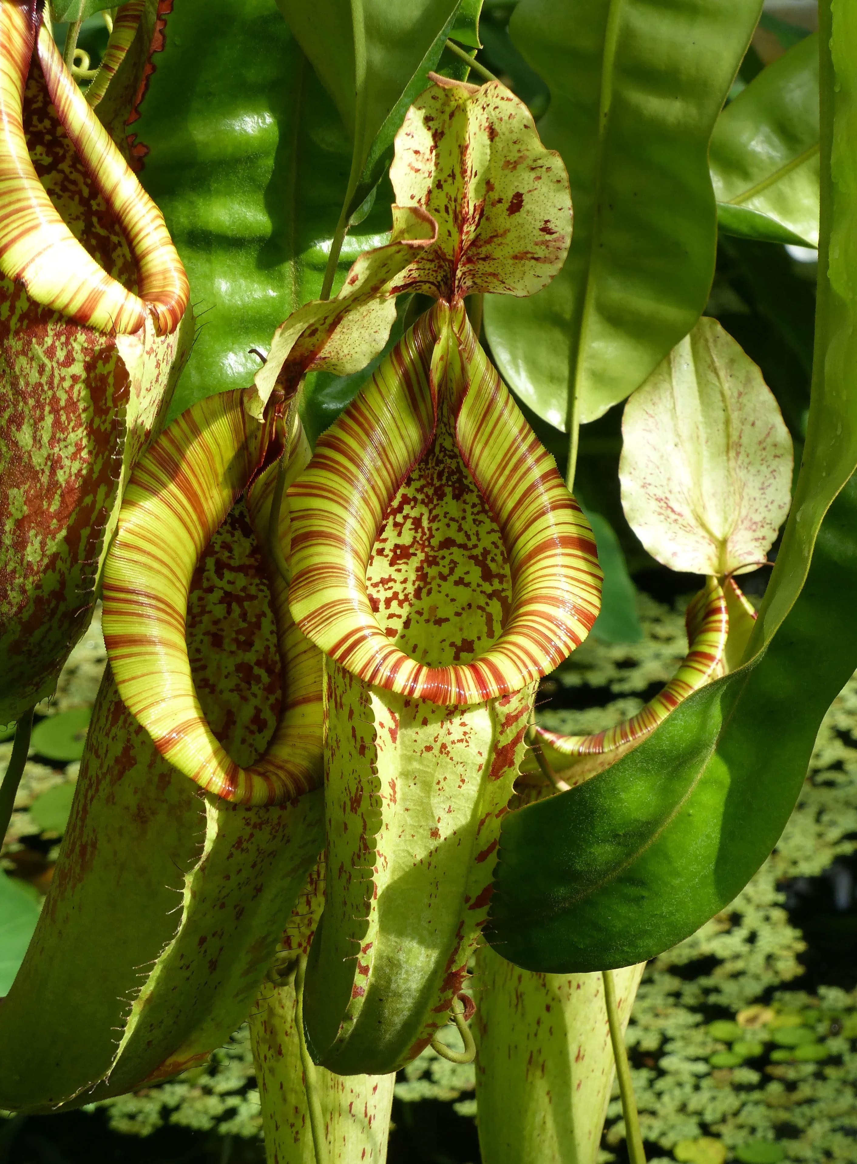 Nepenthes
