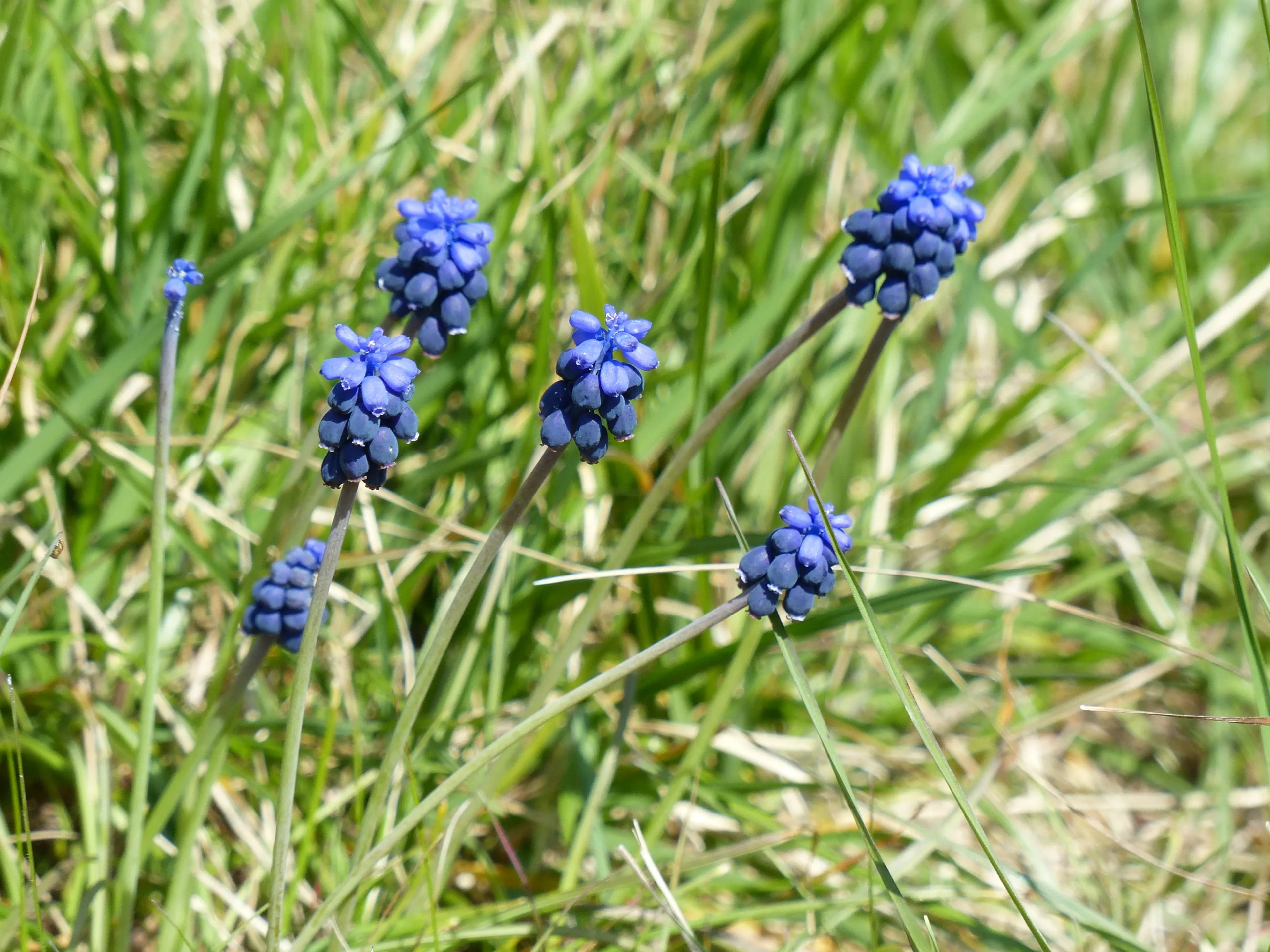 Muscari botryoides