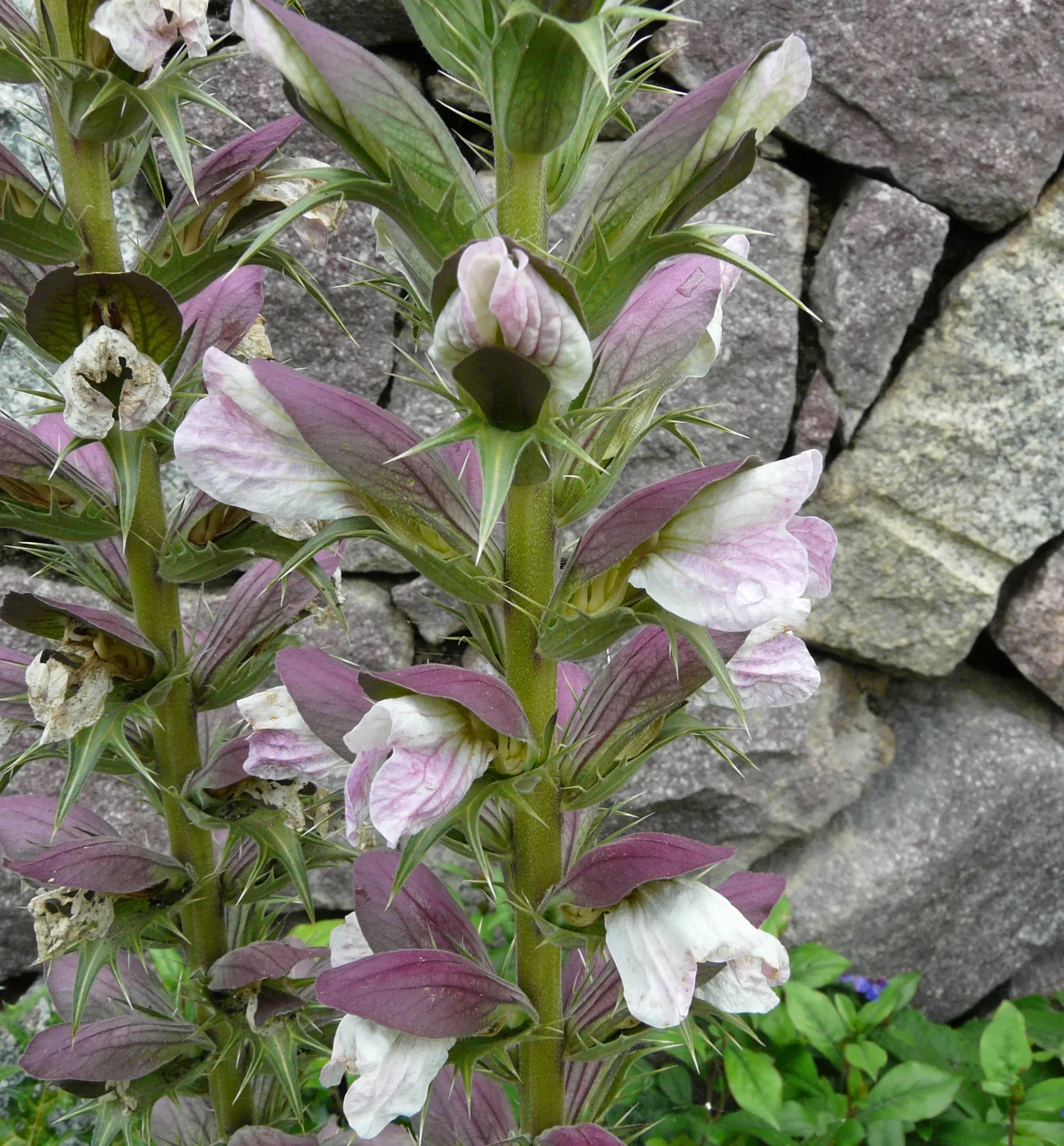 Acanto spinoso