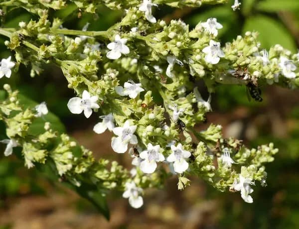 Agnocasto indiano o Albero di Vitex