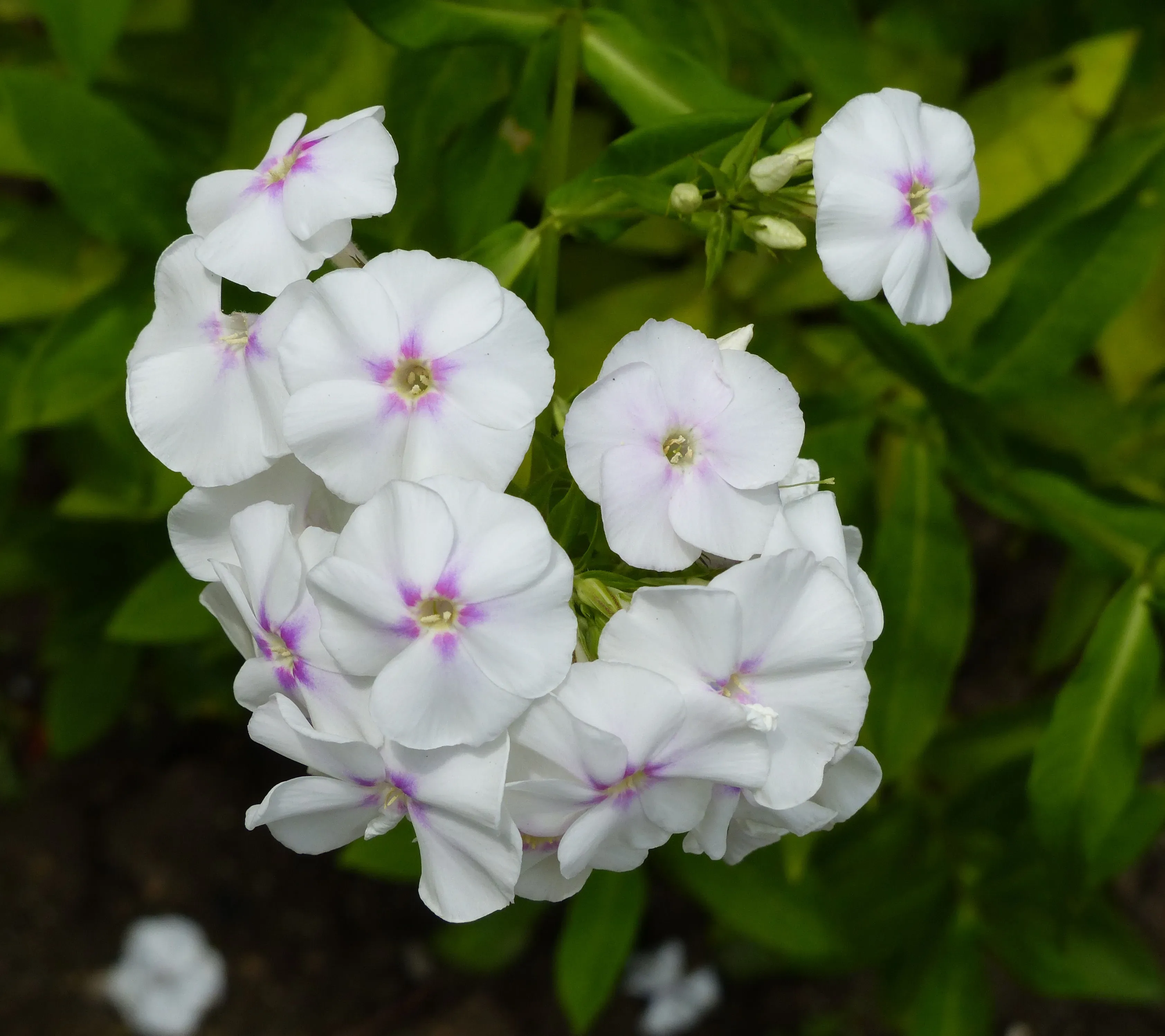 Flox