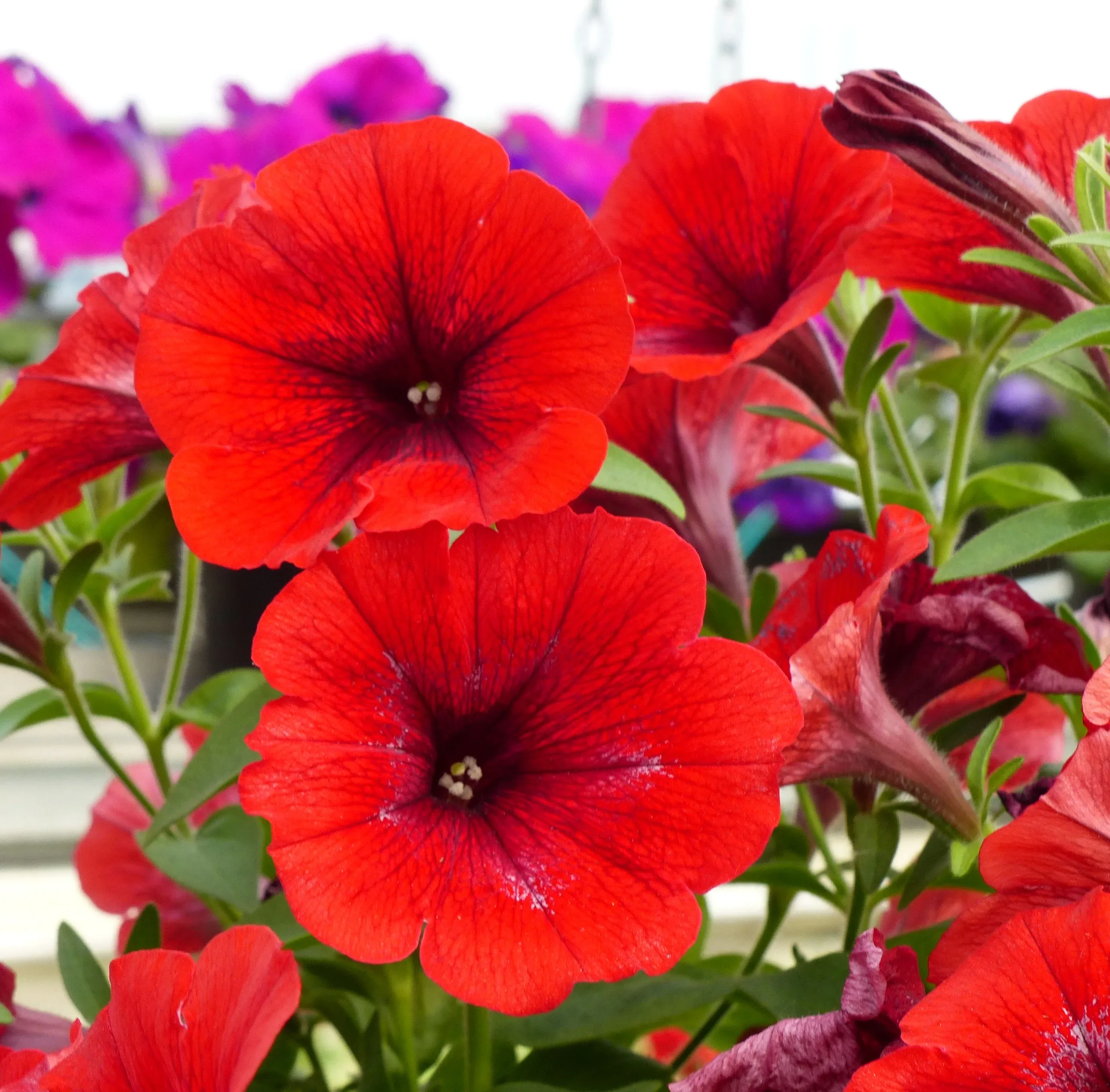Petunia