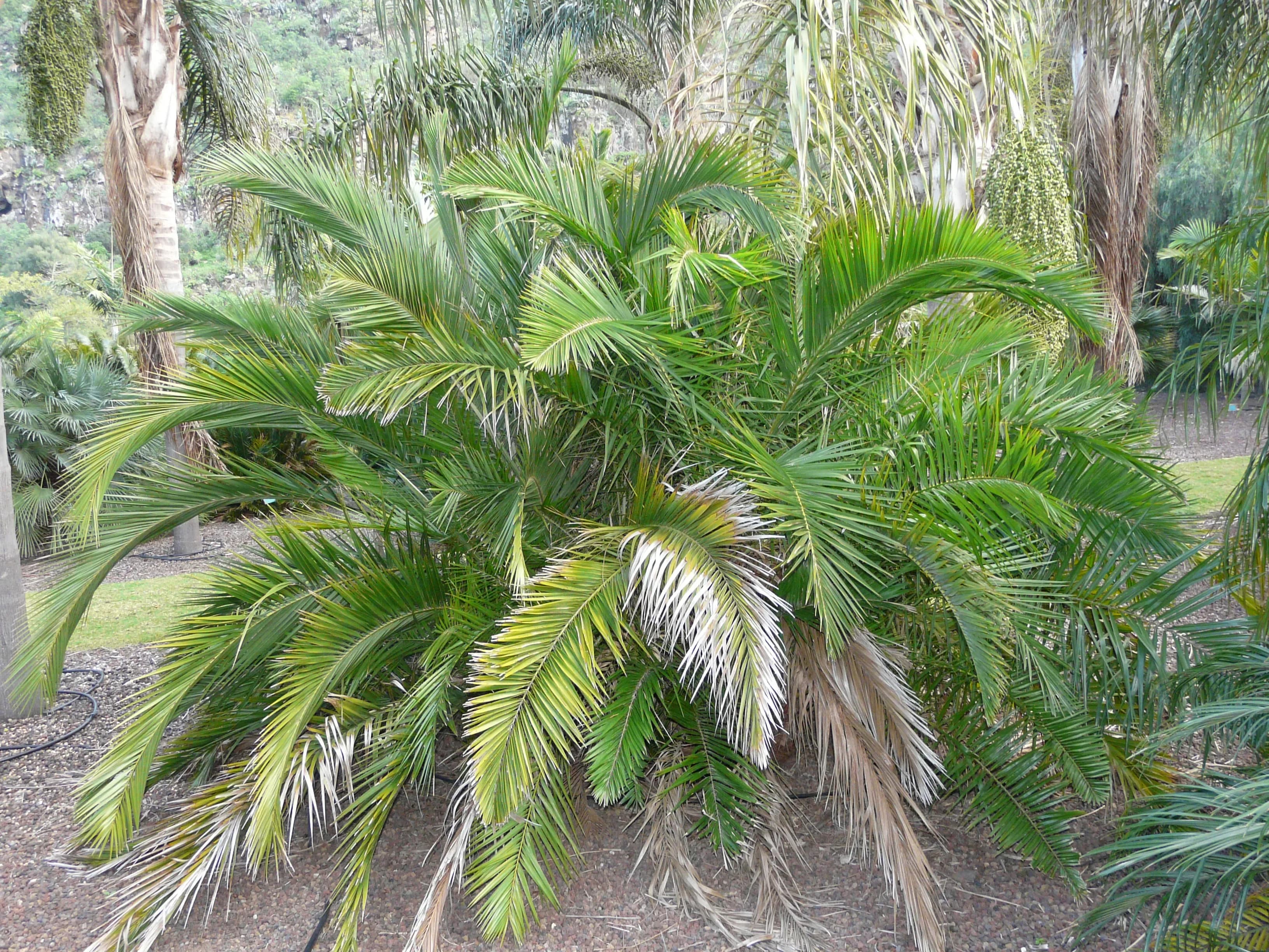 Palma del Senegal