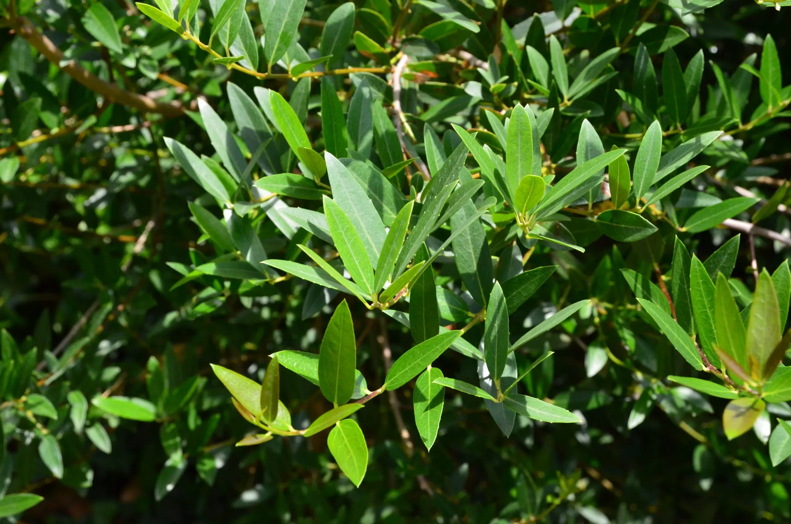 Fillirea angustifolia