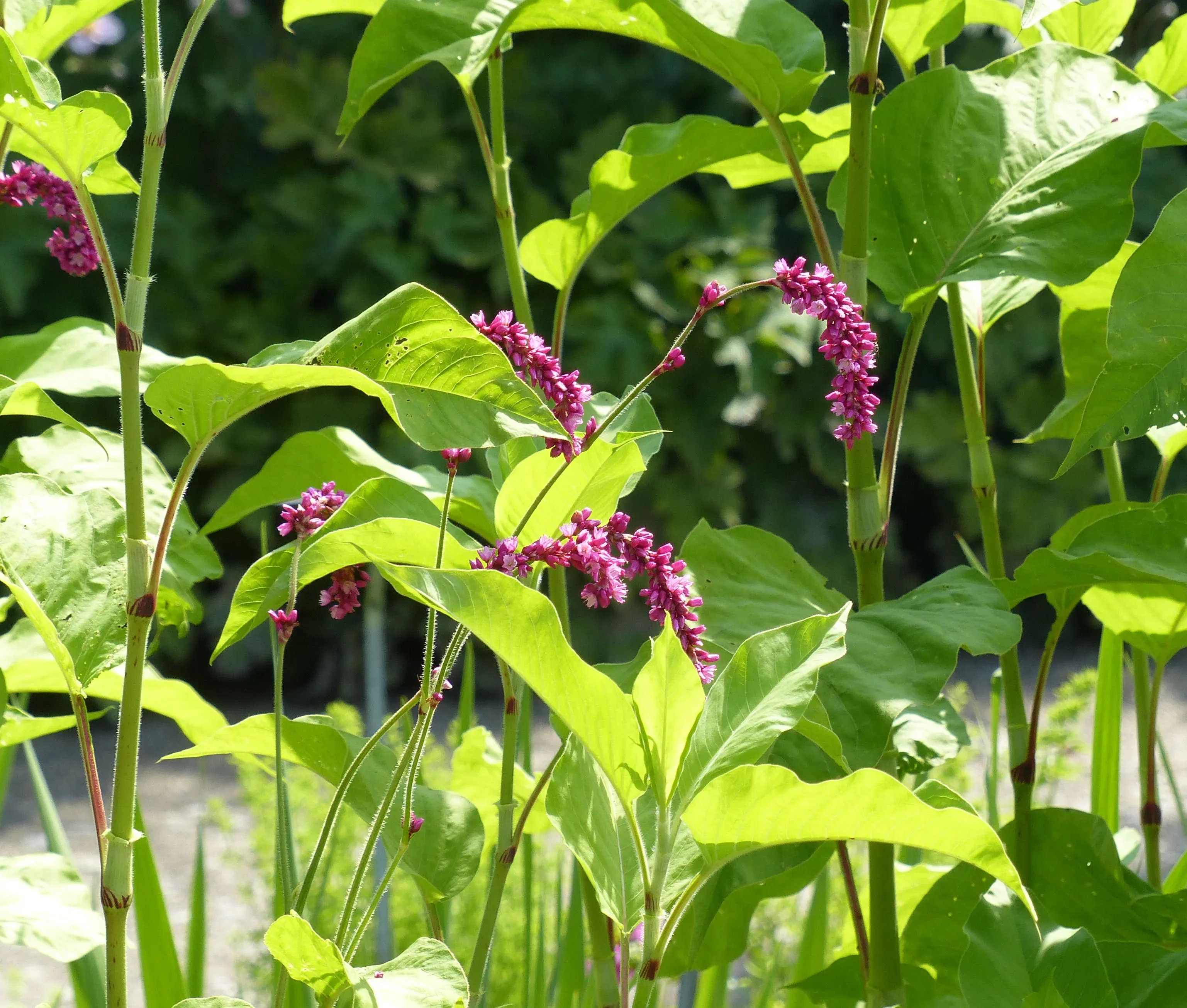 Poligono orientale