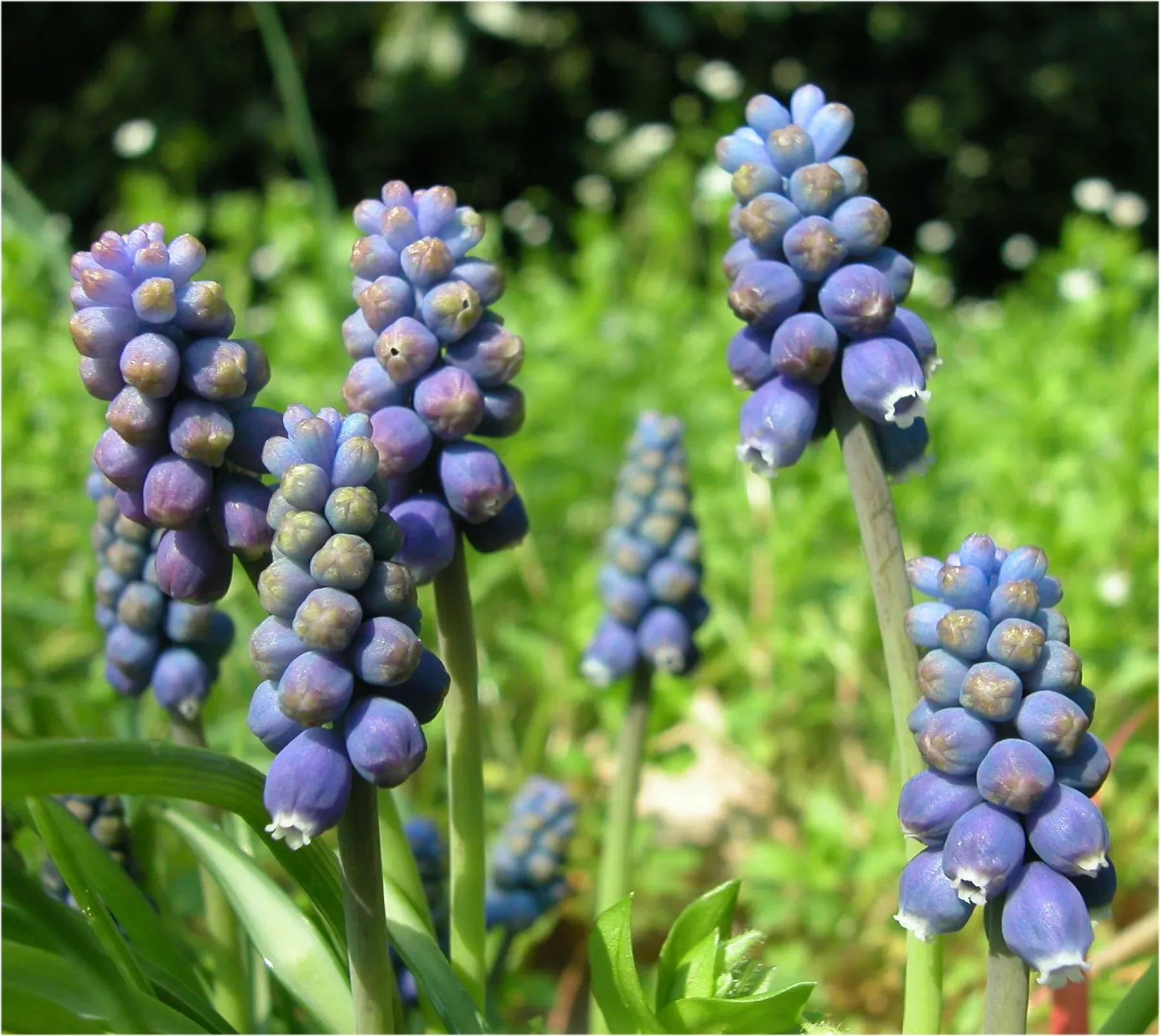 Muscari selvatico