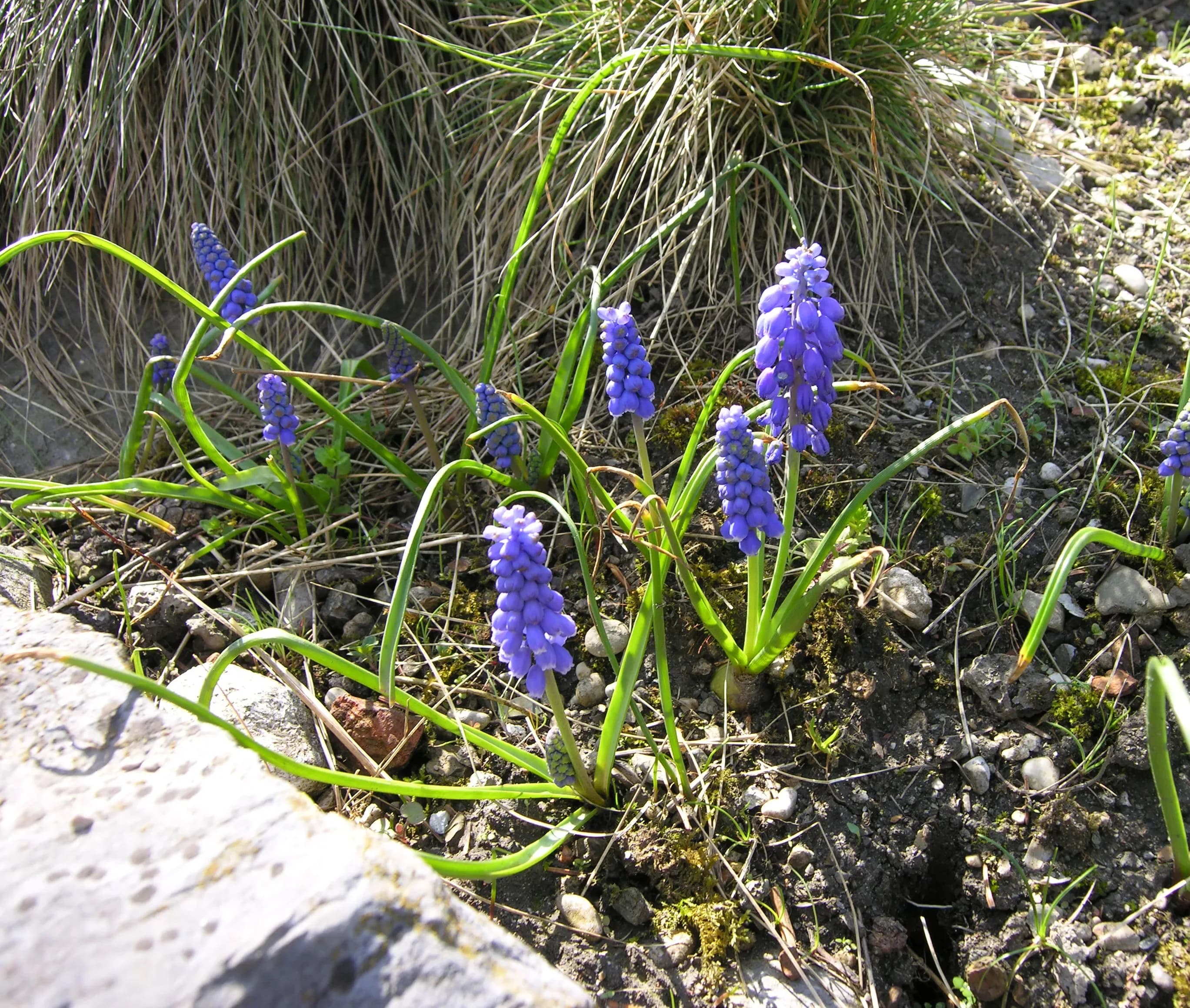 Muscari di Heldreich