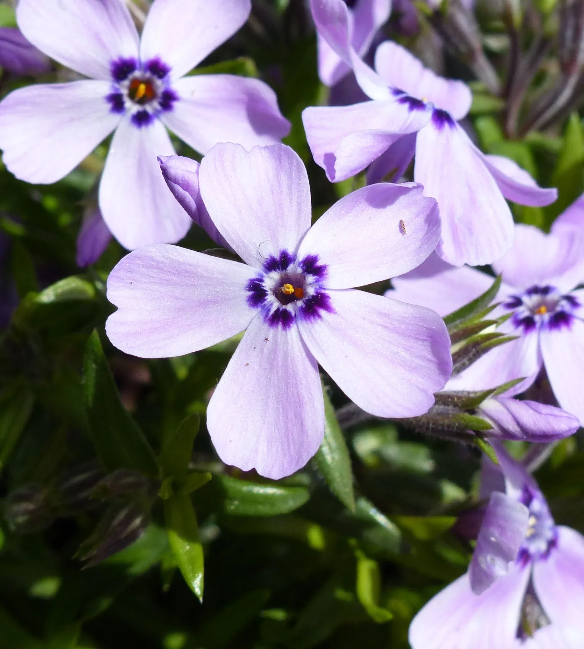 Flox muschiato