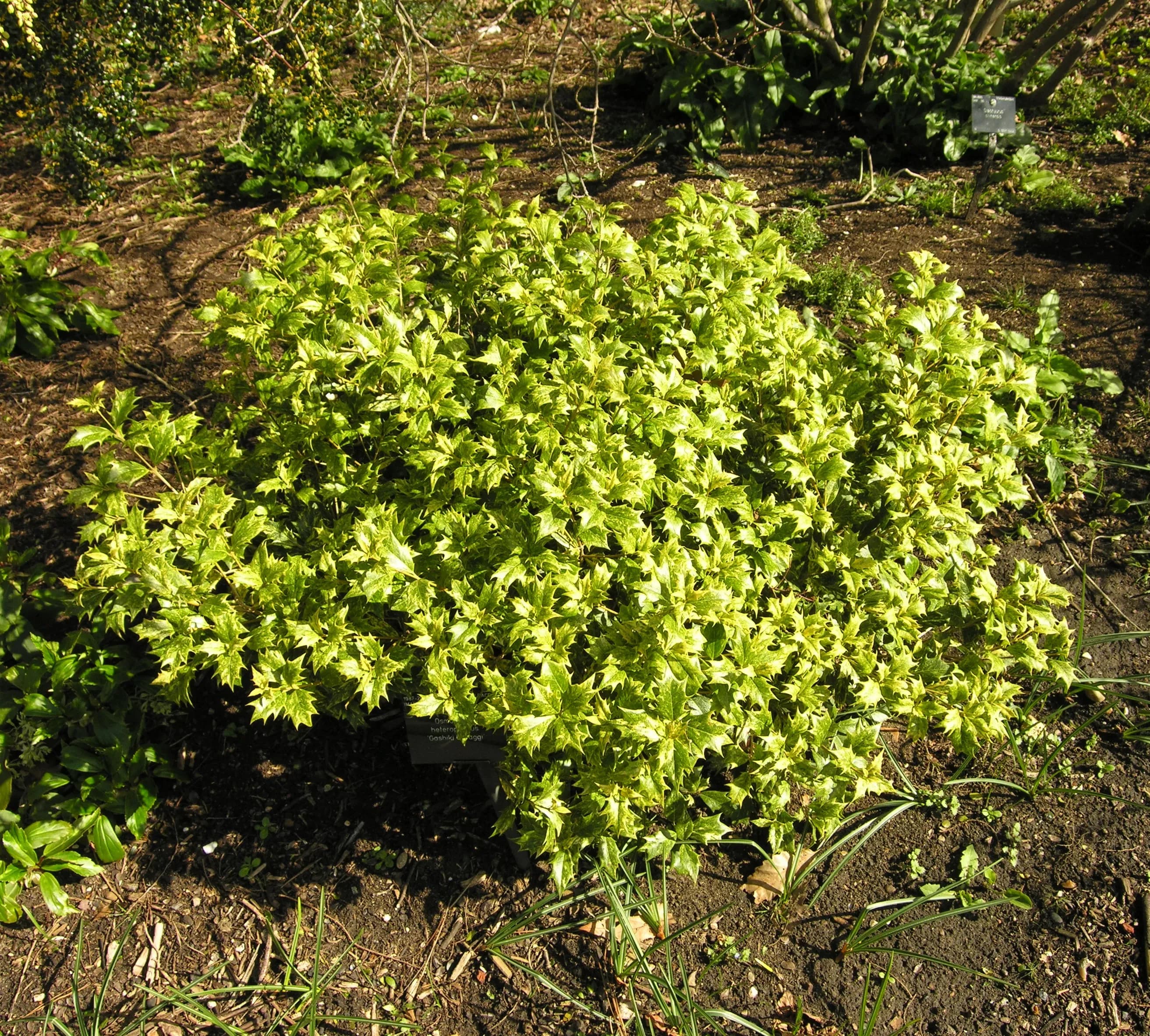 Osmanthus
