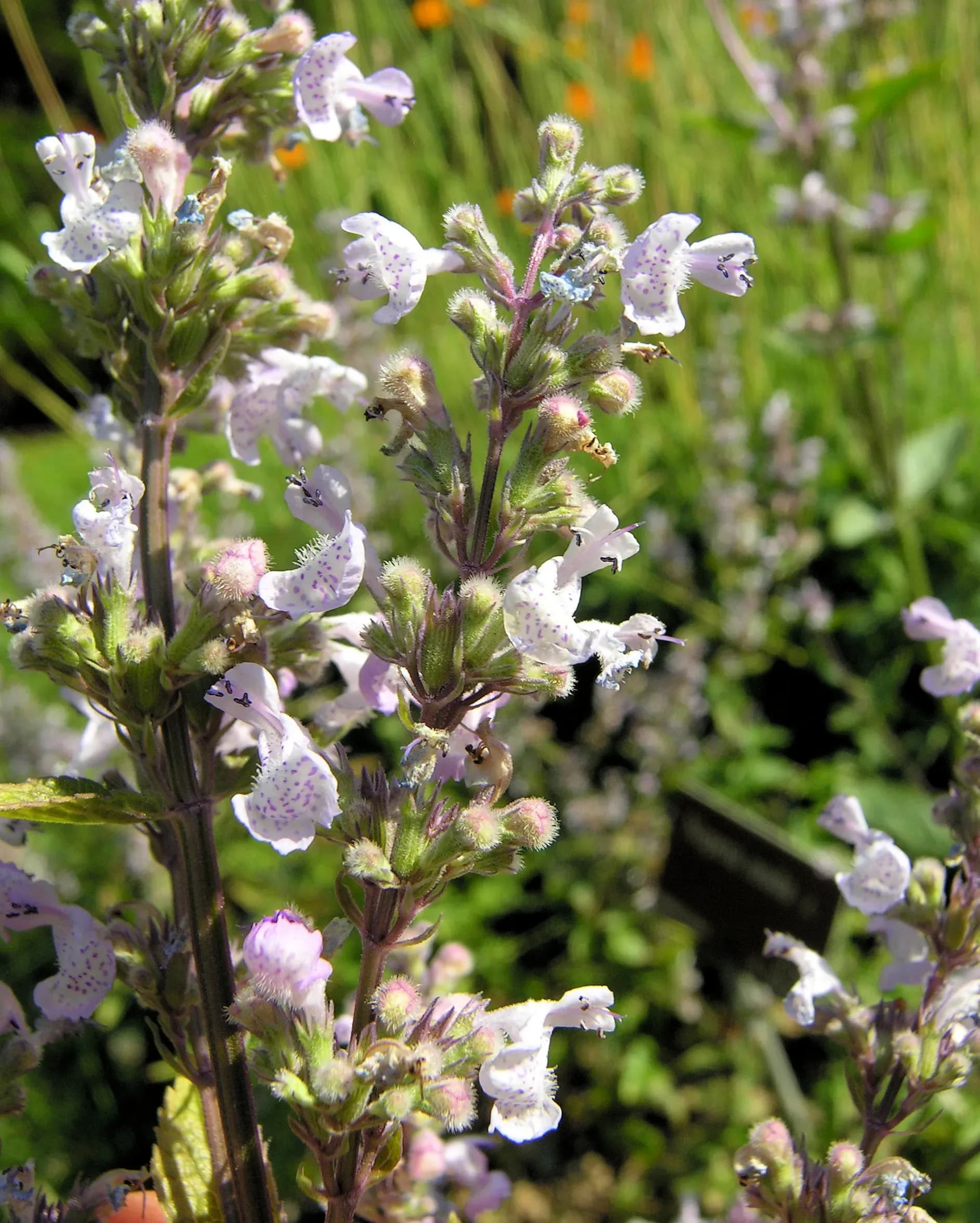 Nepeta nuda