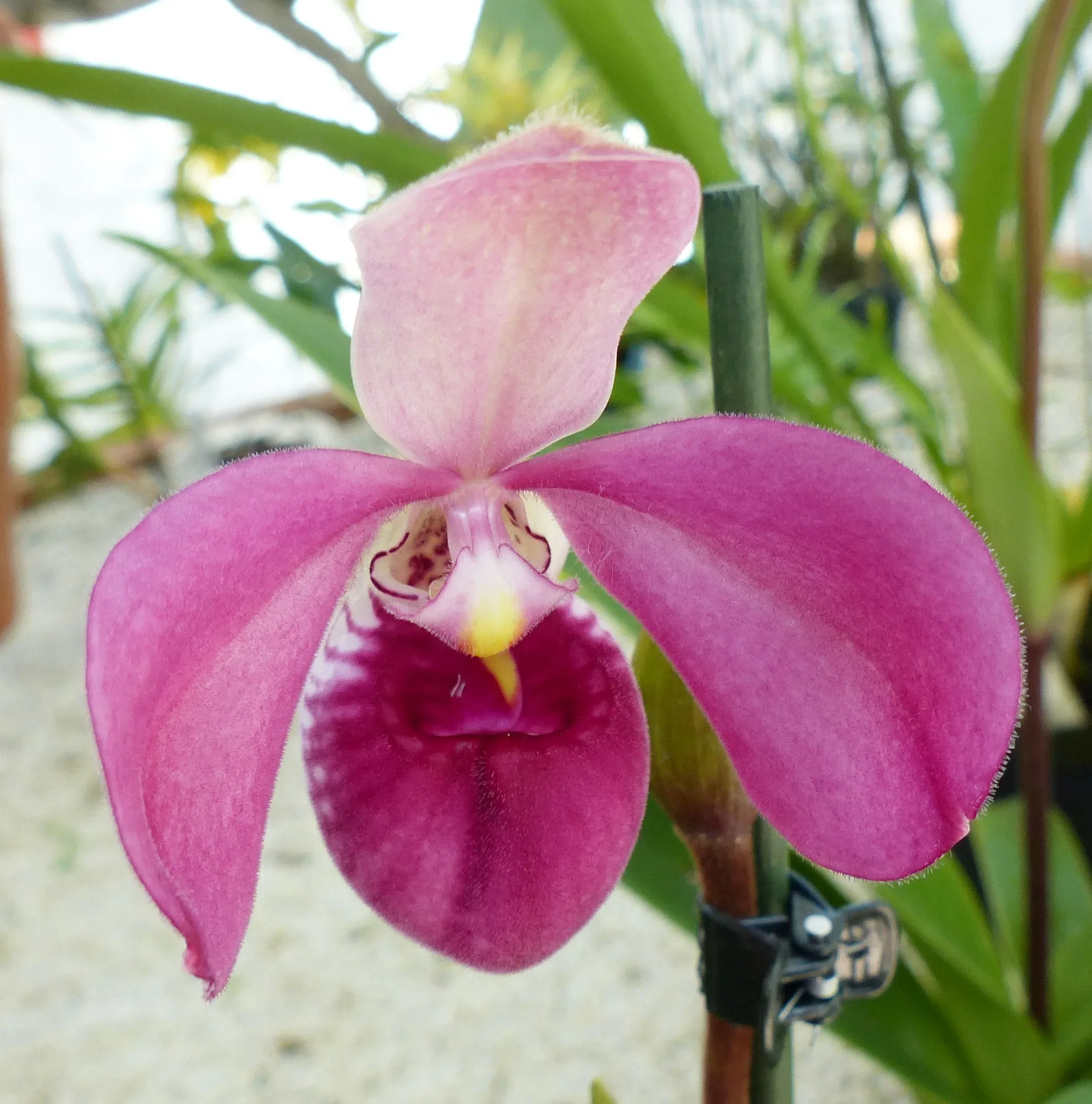Scarpetta di Venere tropicale