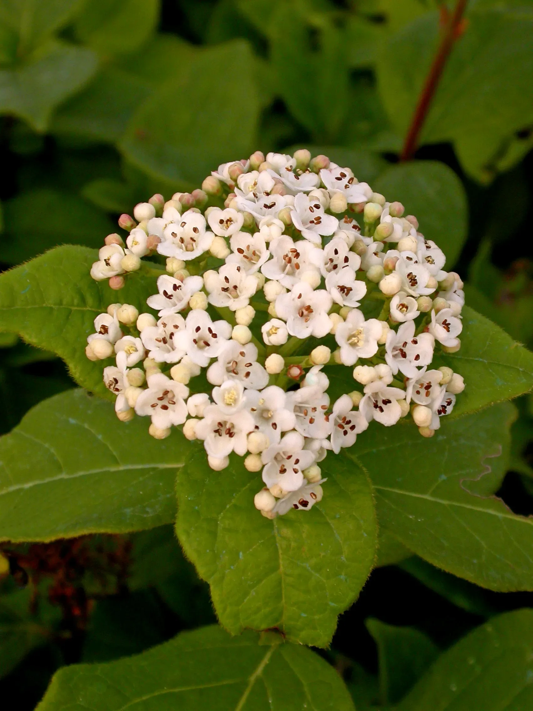 Viburno tino ‘Macrophyllum’ o Lentaggine ‘Macrophyllum’