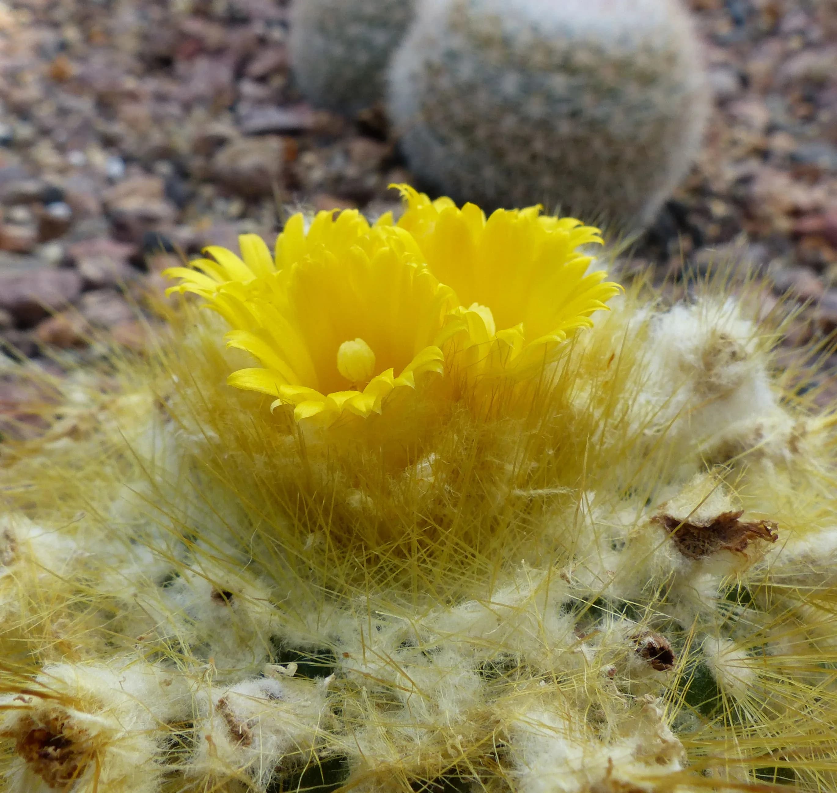 Parodia