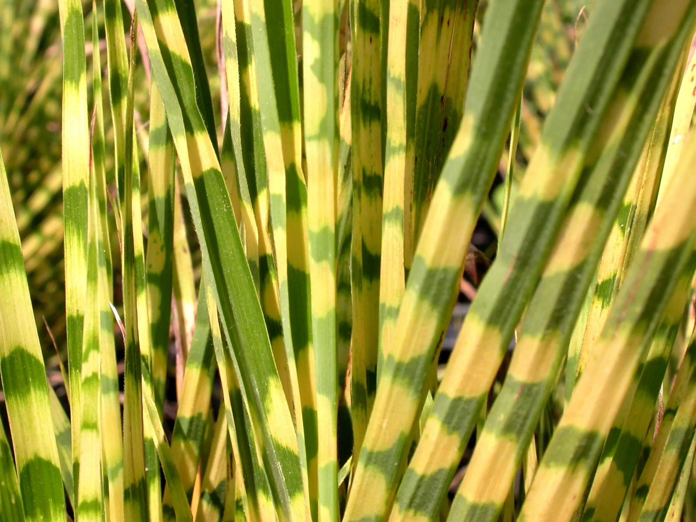 Miscanthus