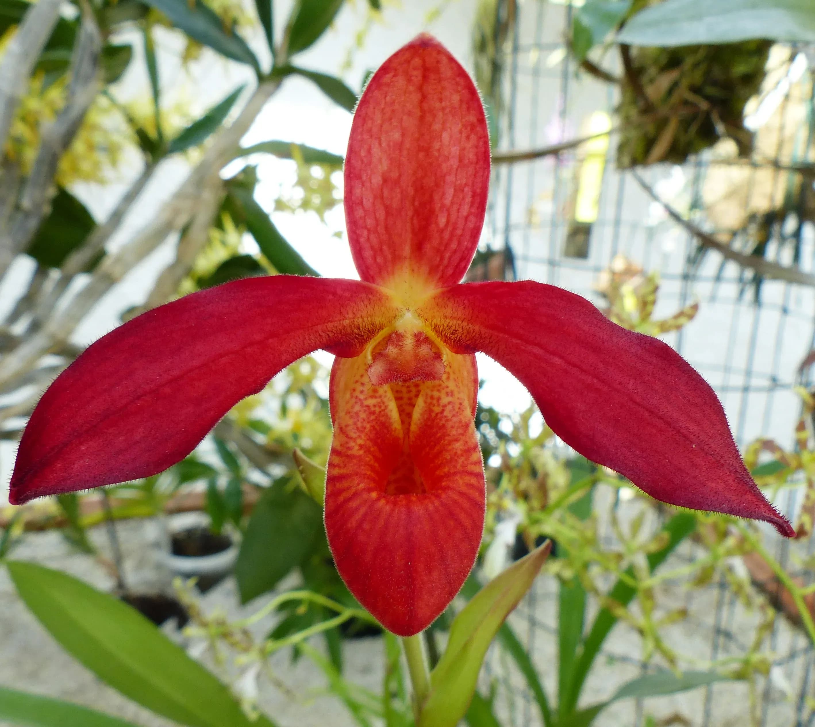Scarpetta di Venere tropicale