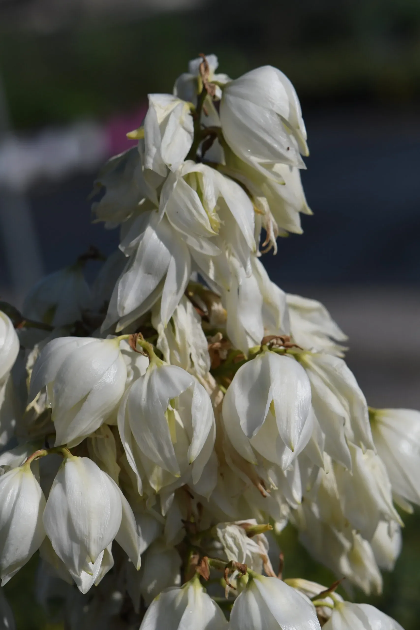 Yucca filamentosa o Yucca dagli aghi