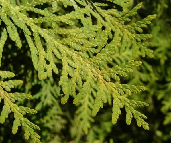 Tuia orientale