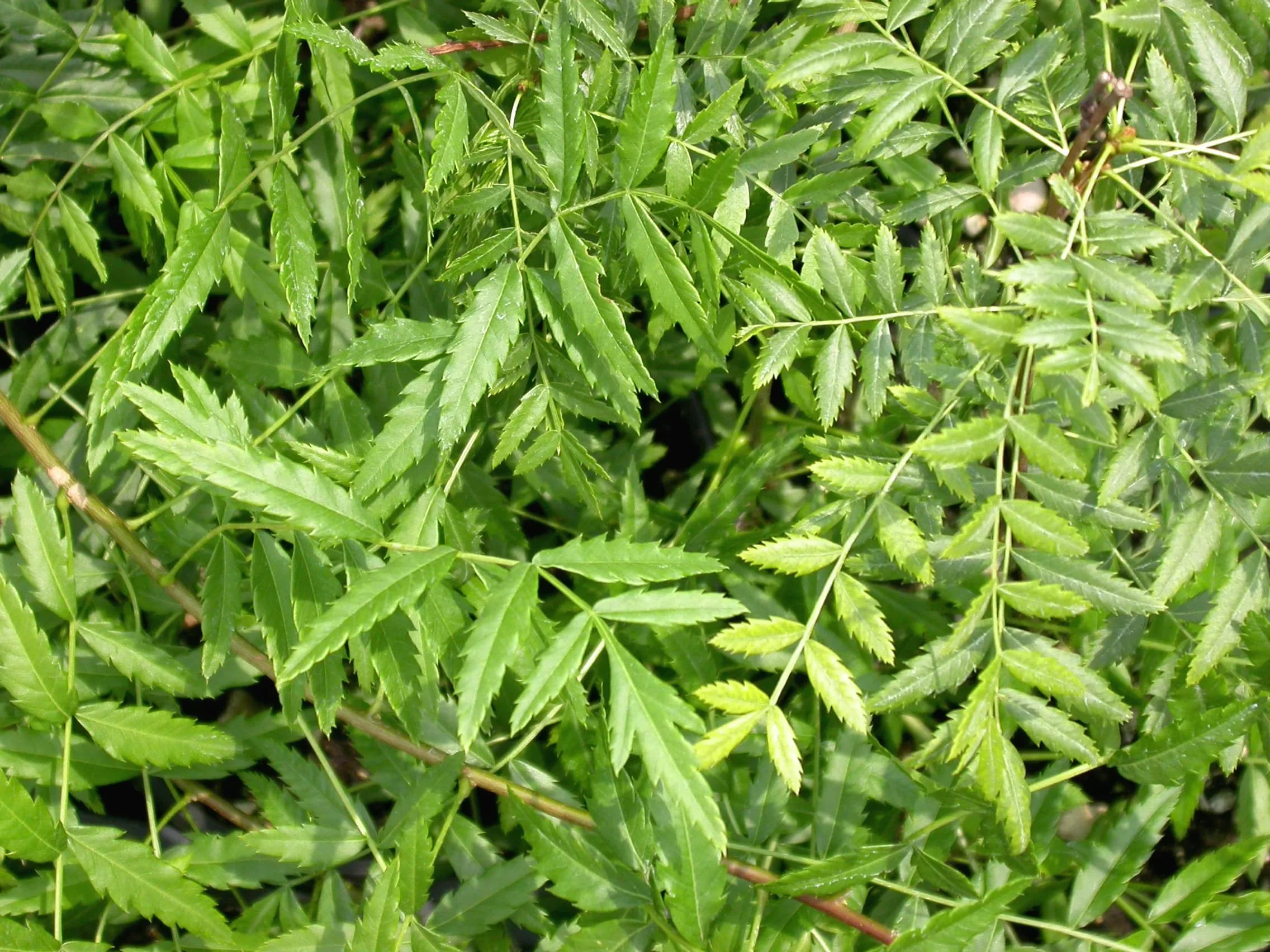 Xanthoceras sorbifolium
